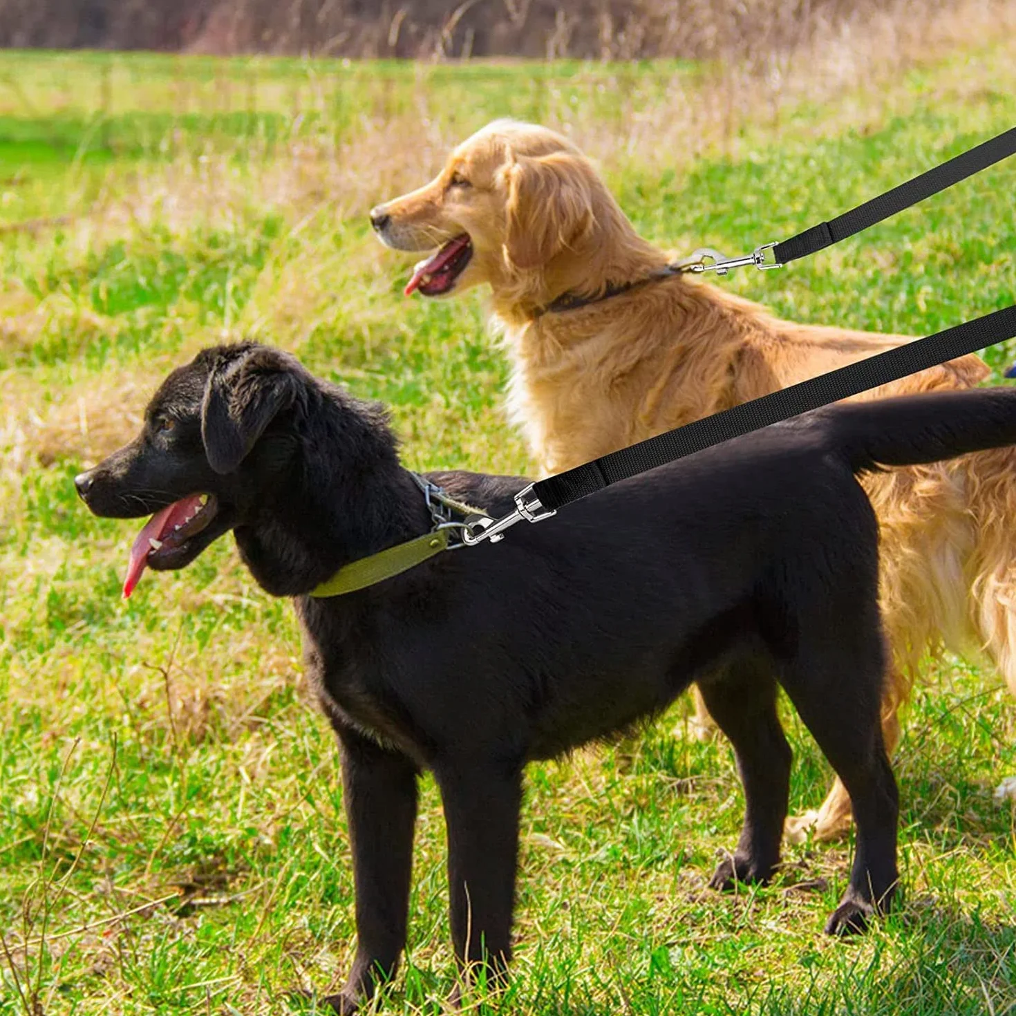 Longe pour Chien 20m Noir - Laisse de Dressage Longue pour Petites à Grandes Tailles