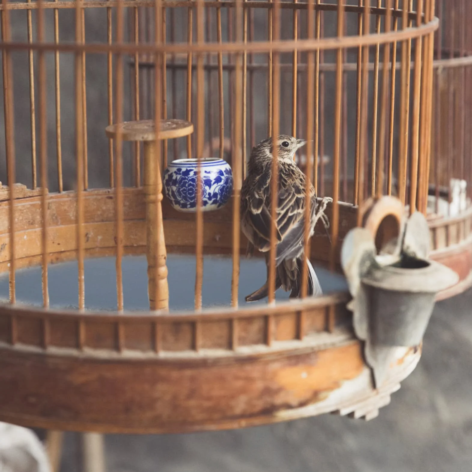 UKCOCO Papier Abrasif Tapis de Cage à Oiseaux 10 Feuilles Résistantes à l'Usure