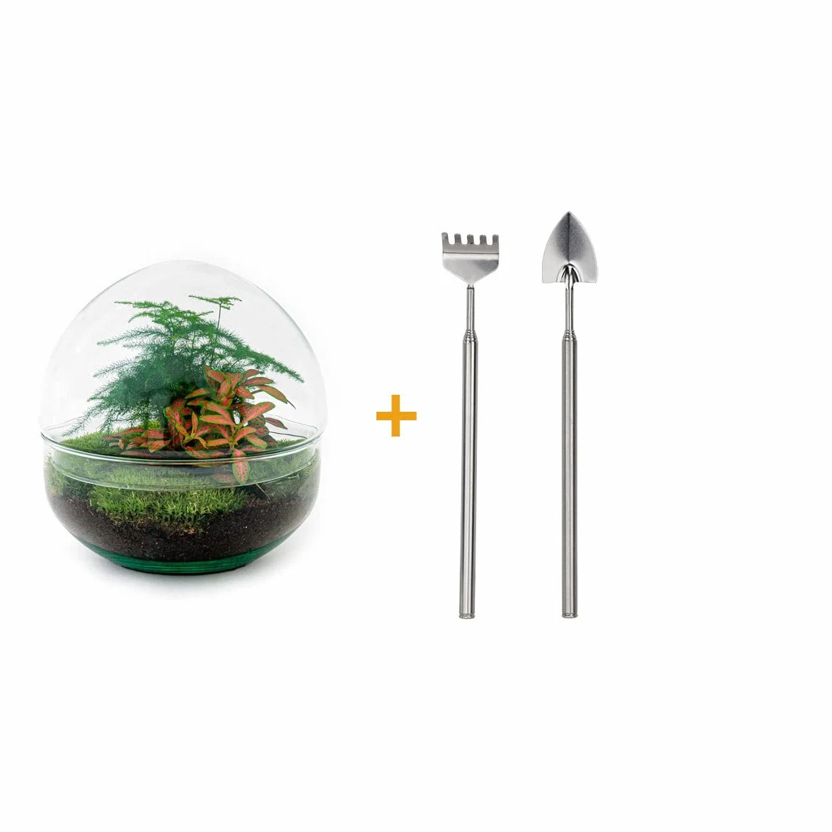Kit DIY Terrarium Dôme Écosystème avec Plantes 20 cm