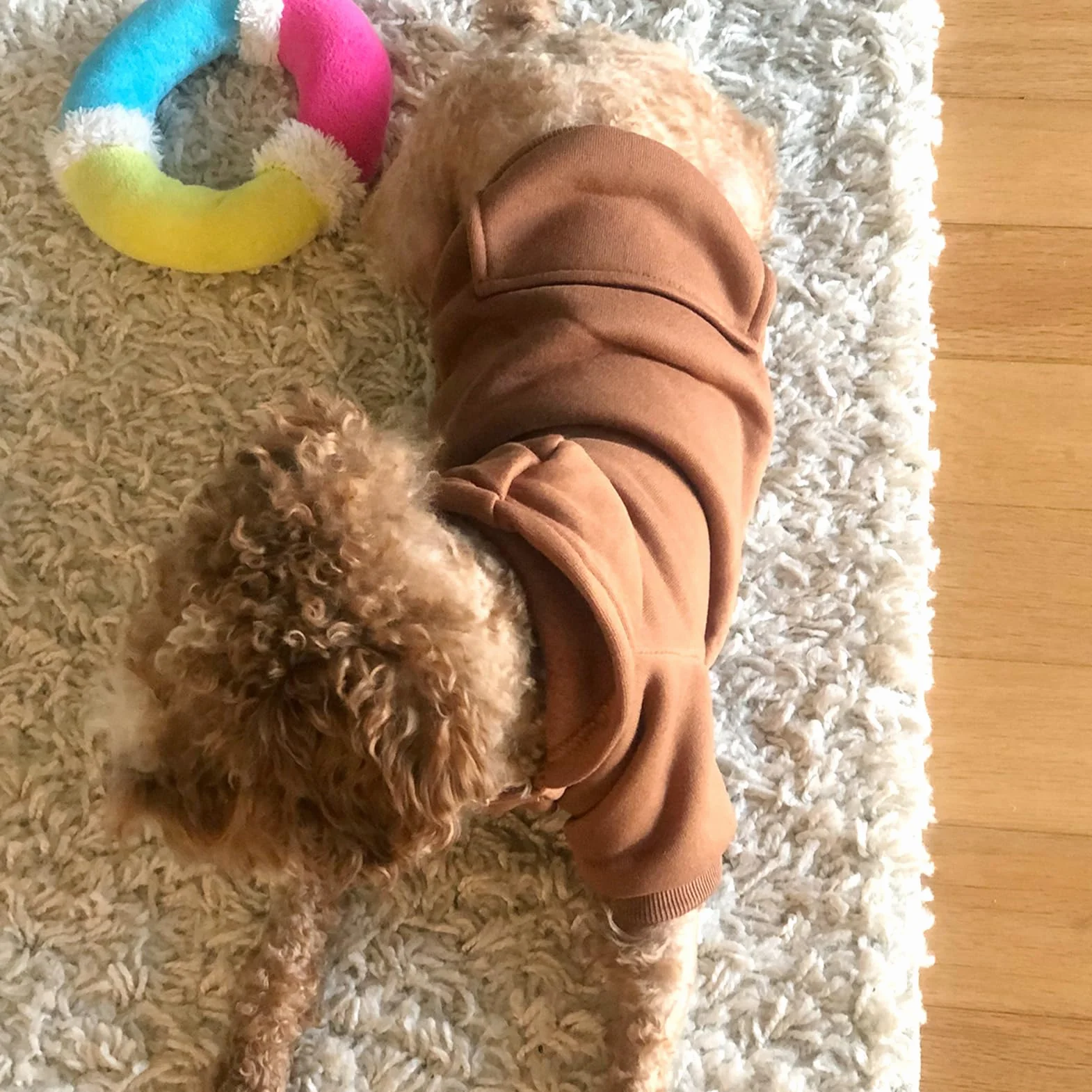Manteau d'hiver Sweat à Capuche pour Petit Chien, Chihuahua, Chiot, Chat, XXS, Marron café