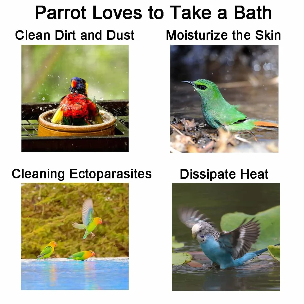 Baignoire pour Oiseaux Cage avec Crochets Suspendue