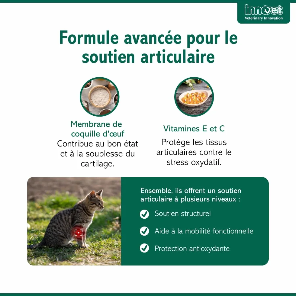 Innovet Condrostress Cat Complément Alimentaire Articulaire pour Chats Adultes et Âgés, Confort Articulaire, Mobilité, Collagène, Chondroïtine, Acide Hyaluronique - 30 gélules