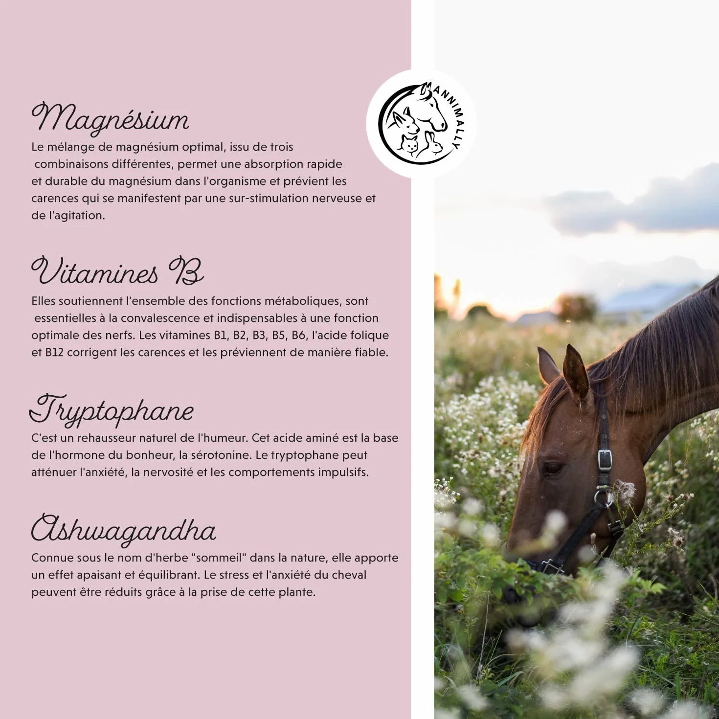 Annimally Poudre Relax pour Chevaux 850g pour Calmer Les Chevaux - Herbes pour Les nerfs avec magnésium, tryptophane, valériane, passiflore et Huile de Chanvre Contre l'anxiété, Le Stress