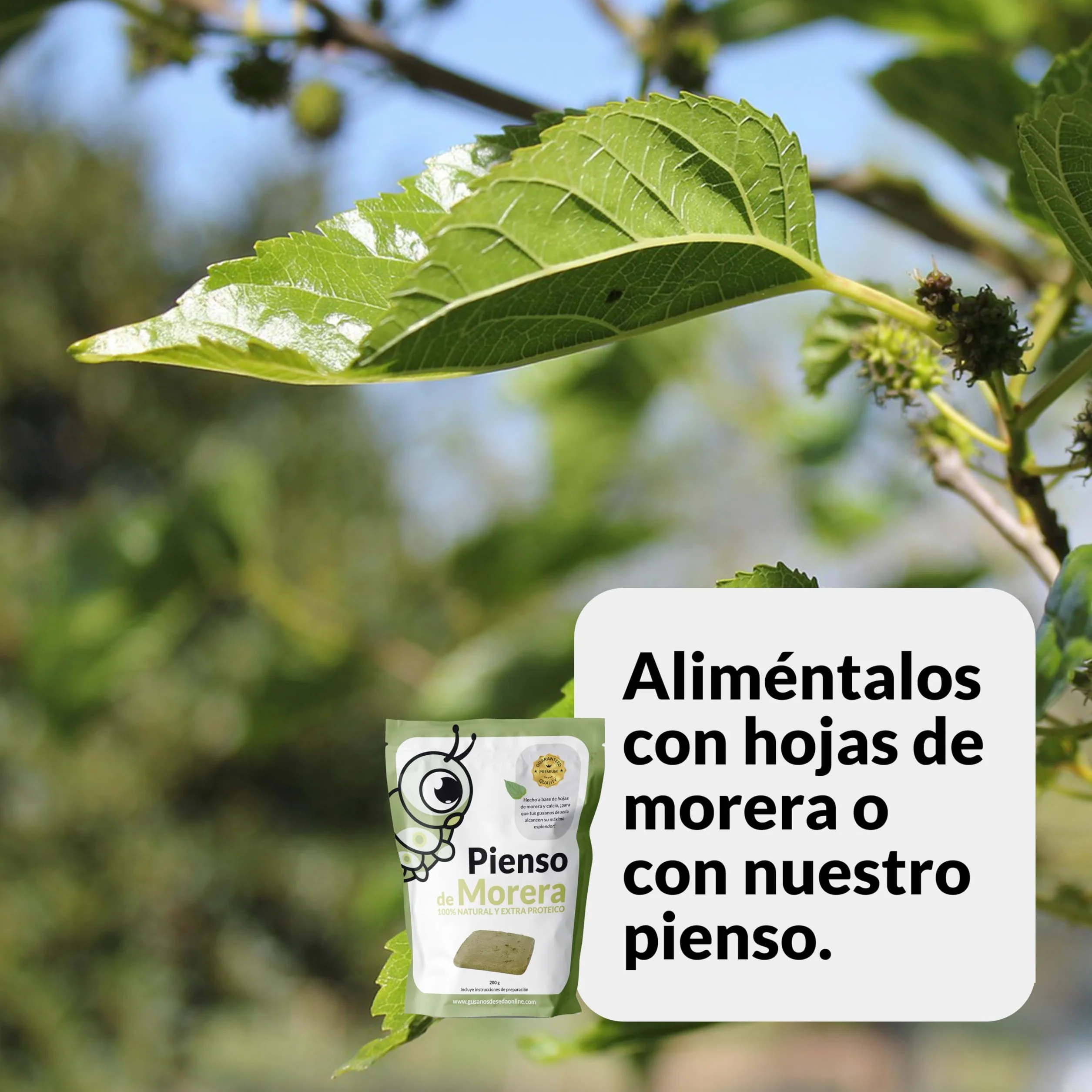 Vers à Soie Race RÂLÉS 50 Oeufs Cocons de Soie Naturels Blanc Rose