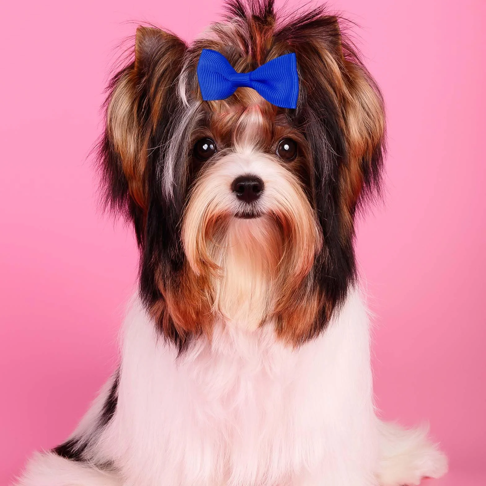 Lot de 40 nœuds pour chiots avec clips, bandes en caoutchouc, barrettes multicolores 5,6 cm, accessoires pour poils d'animaux