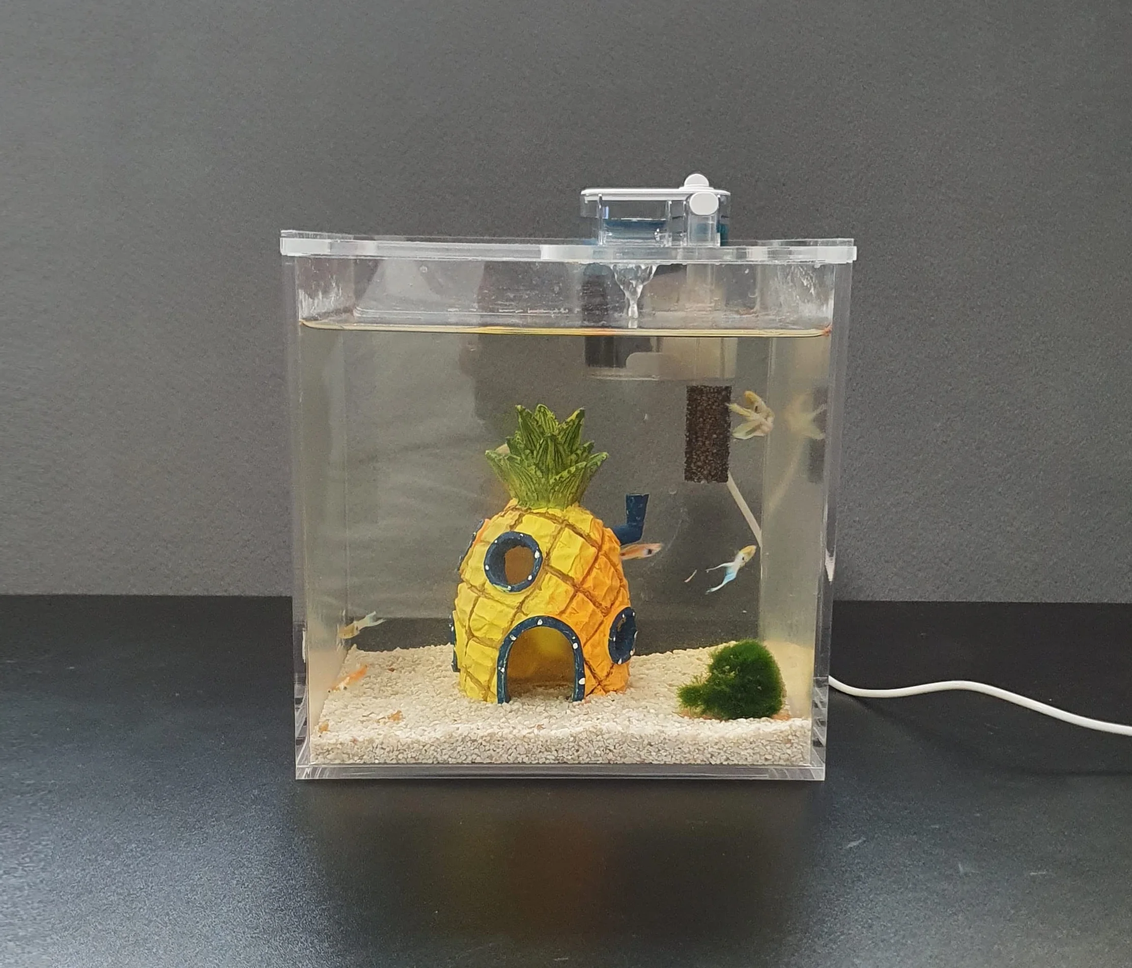 Petit aquarium portable en acrylique avec couvercle coulissant et trou d'alimentation pour terrarium, tortues et insectes 8 l (20 x 20 x 20 cm)