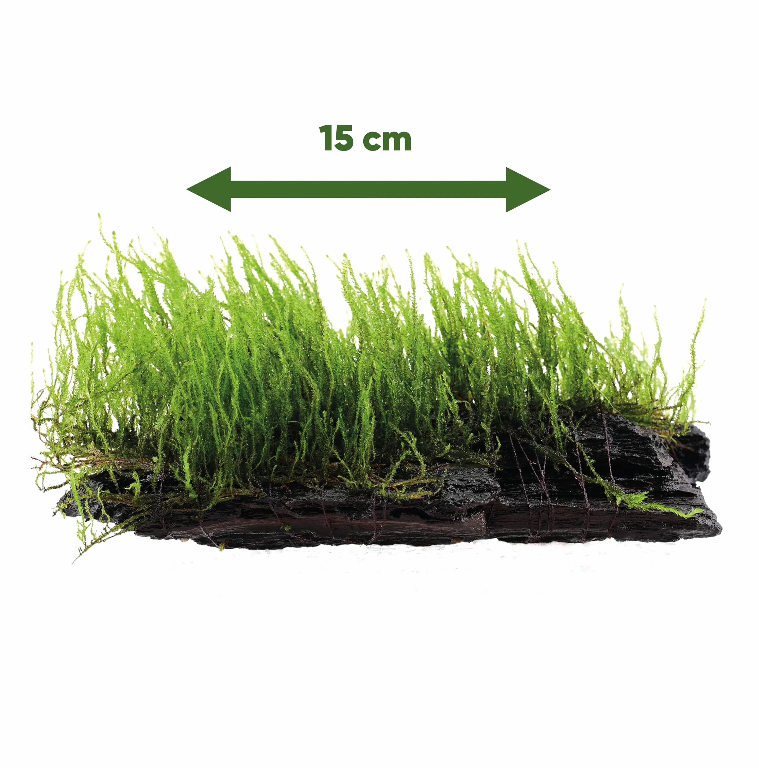 Mousse d'aquarium Taxiphyllum sp. sur racine 15 cm – décoration naturelle pour aquarium d'eau douce