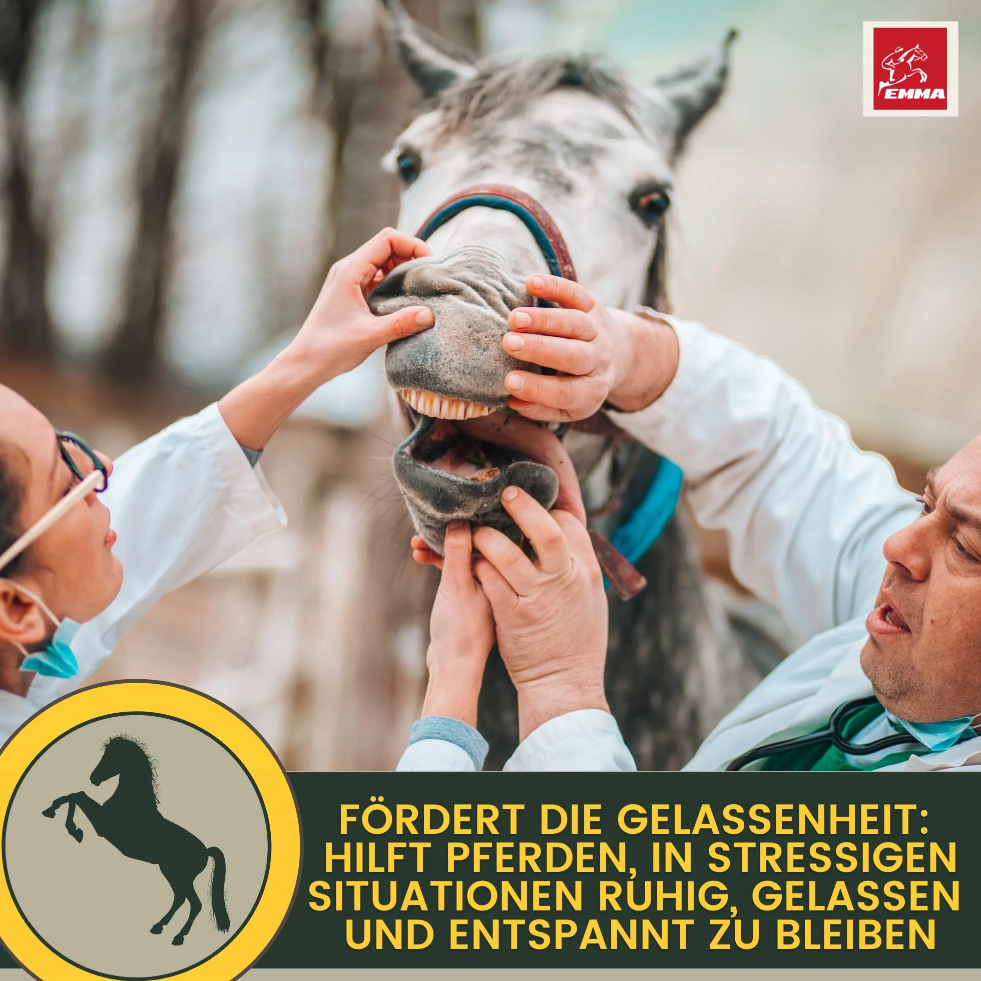 Magnésium Cheval 2 * 30ml Pâte calmante pour Chevaux Calm Relax Booster I Anti-Stress calmant nerveux L-tryptophane I en Cas d'anxiété Transport I Pâte de magnésium sérénité Cheval nerveux Haute Dose