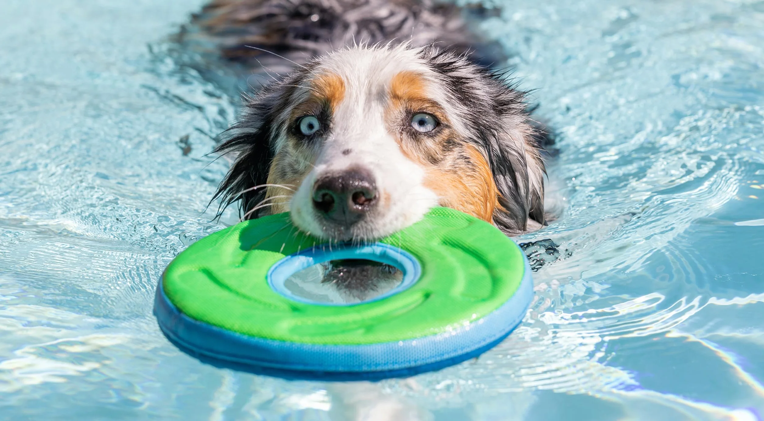 Chuckit Zipflight Frisbee Flottant Jouet Chien Taille M