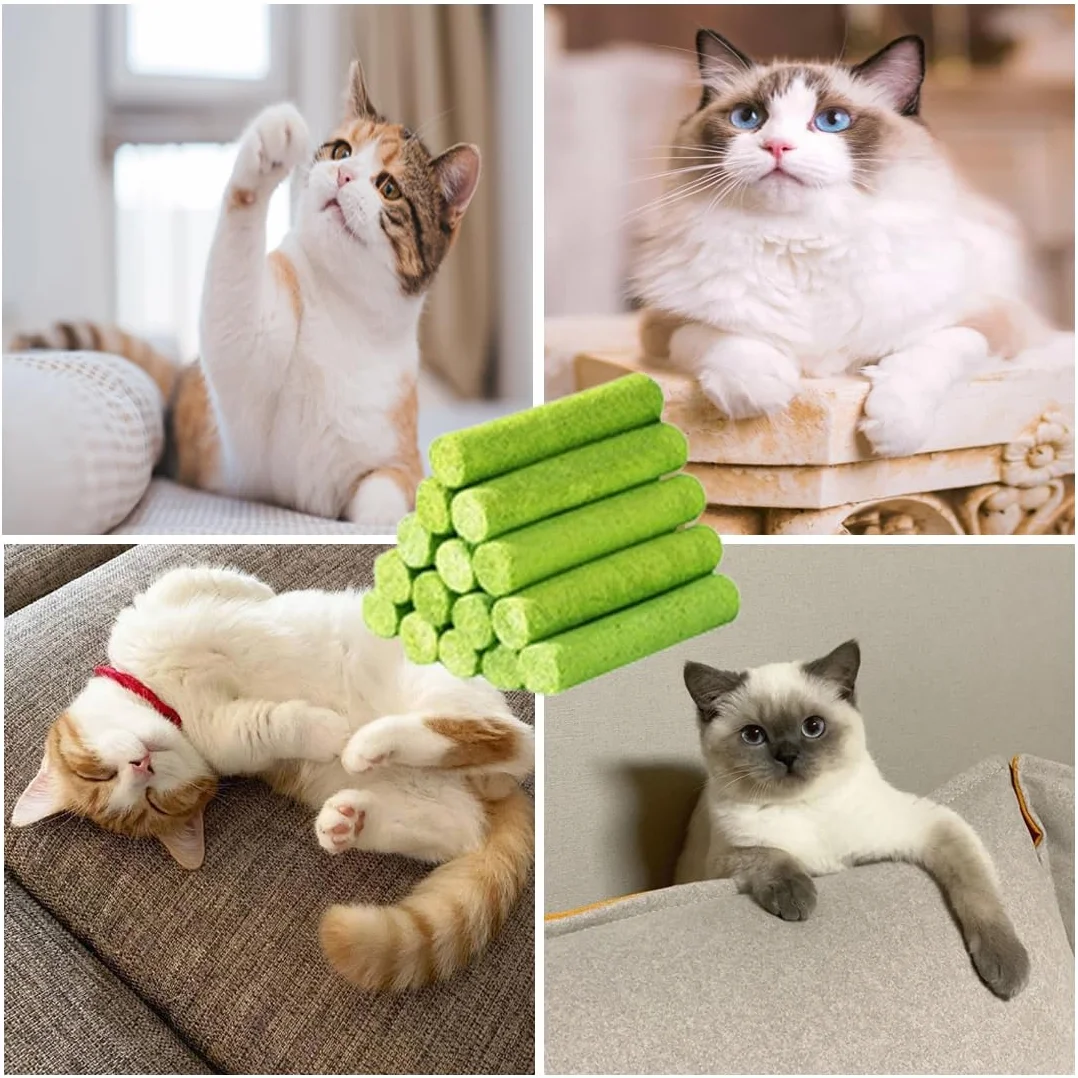 Collations pour Chats Herbe à Chat 50g Snack Lyophilisé Nettoyage des Dents