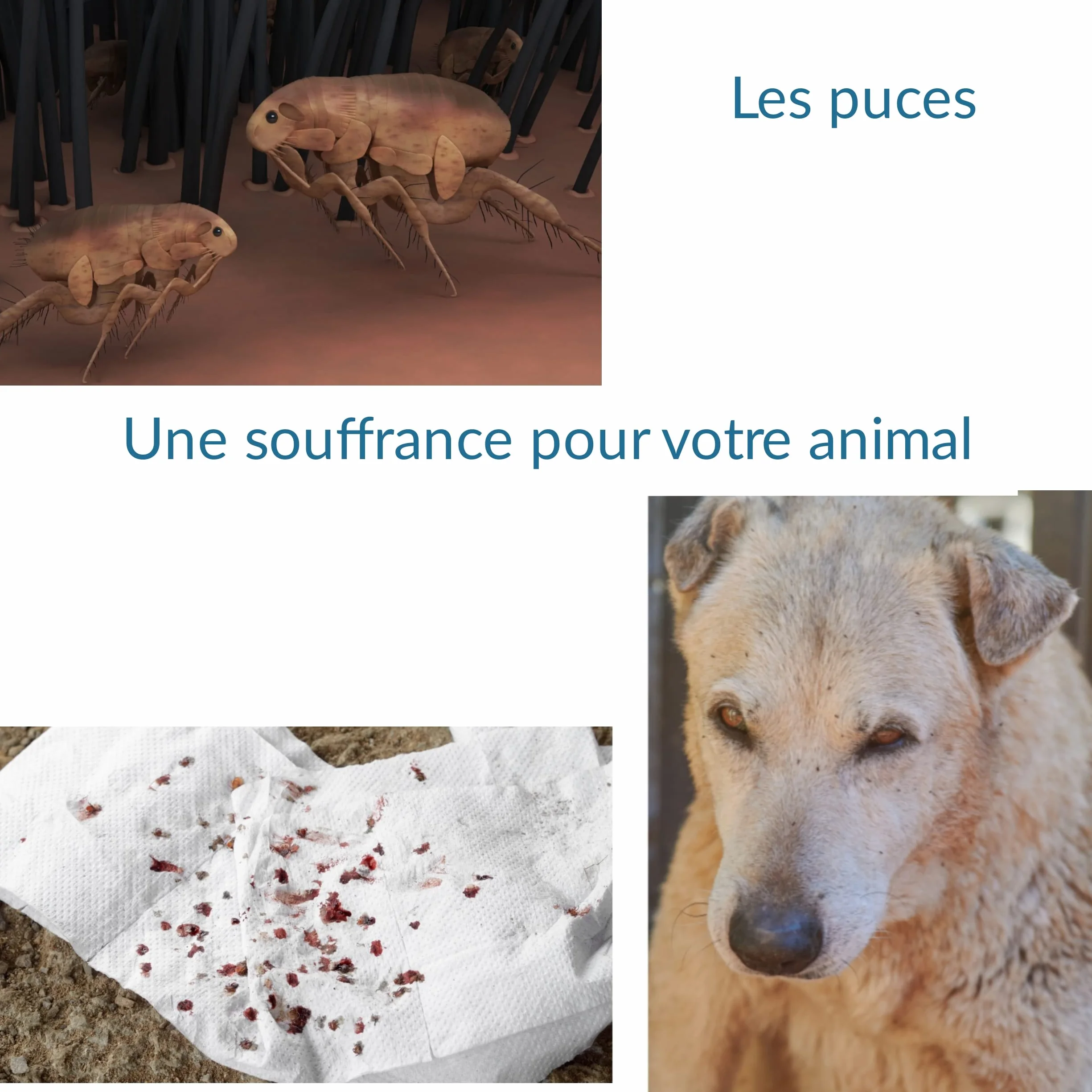 Peigne anti puces chien chat acier inoxydable outil toilettage brosse pointes arrondies anti blessure