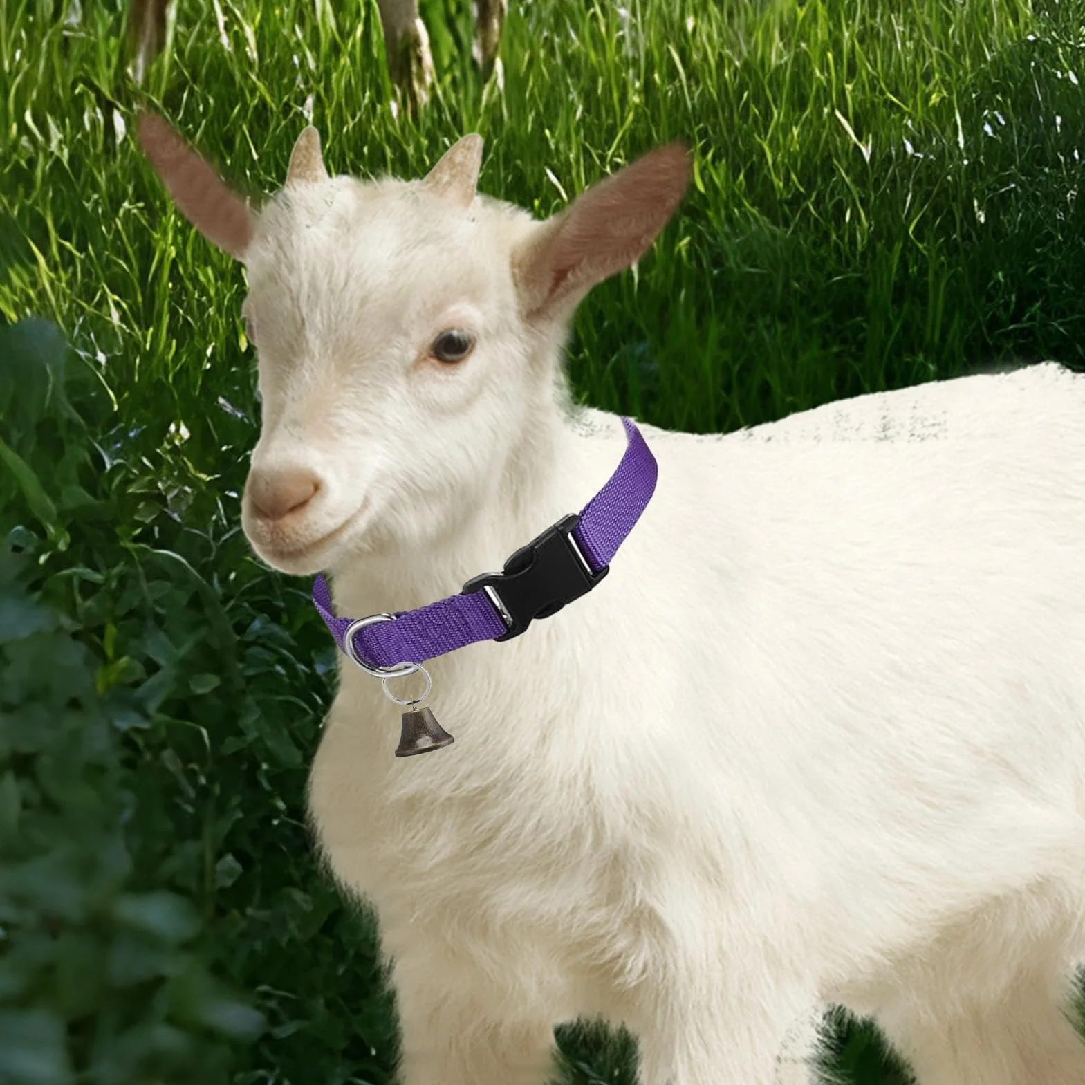 Collier pour Chèvres De Concours | Collier Réglable pour Moutons - Cloche Sonore Antiperte pour Pâturage – Accessoires d'Élevage pour Moutons, Vaches et Chèvres Domestiques
