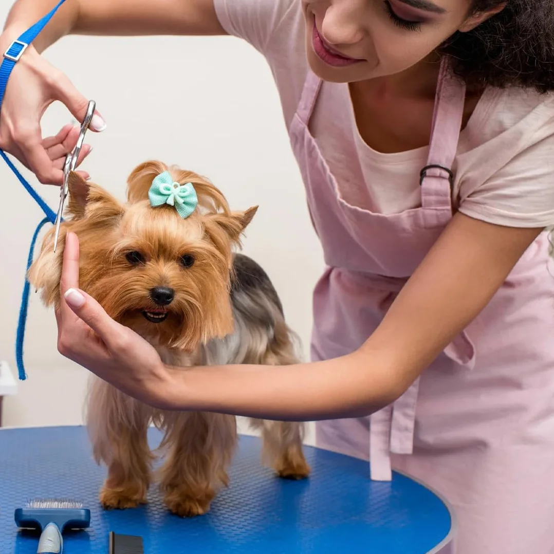 Lot de 40 nœuds pour chiens avec élastiques, accessoires de toilettage pour animaux domestiques