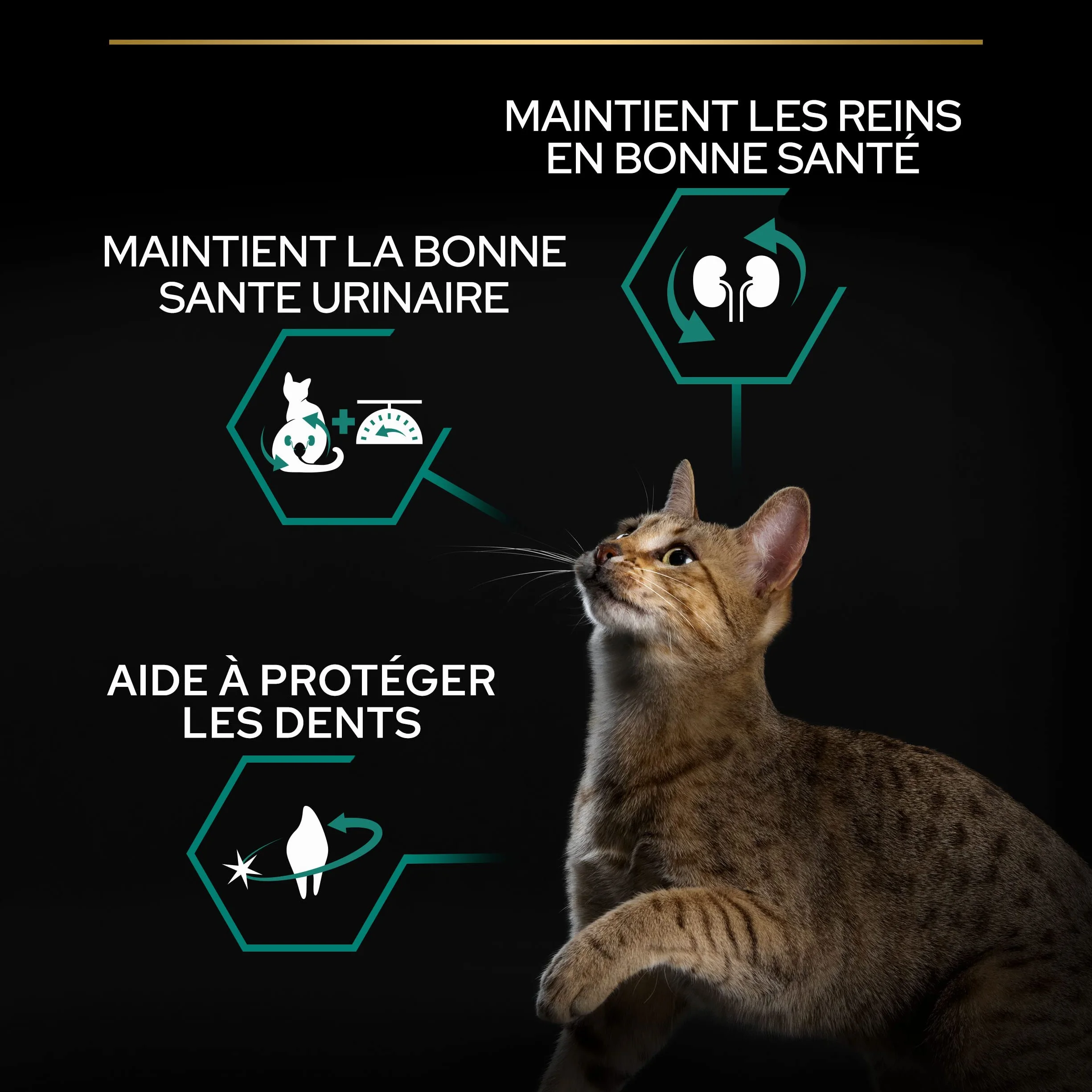 PURINA PRO PLAN | Renal Plus | Chat | Croquettes complètes pour Chat Adulte Stérilisé | Aide au maintien d'une fonction rénale saine et du système urinaire | au Saumon | Sac | 3Kg