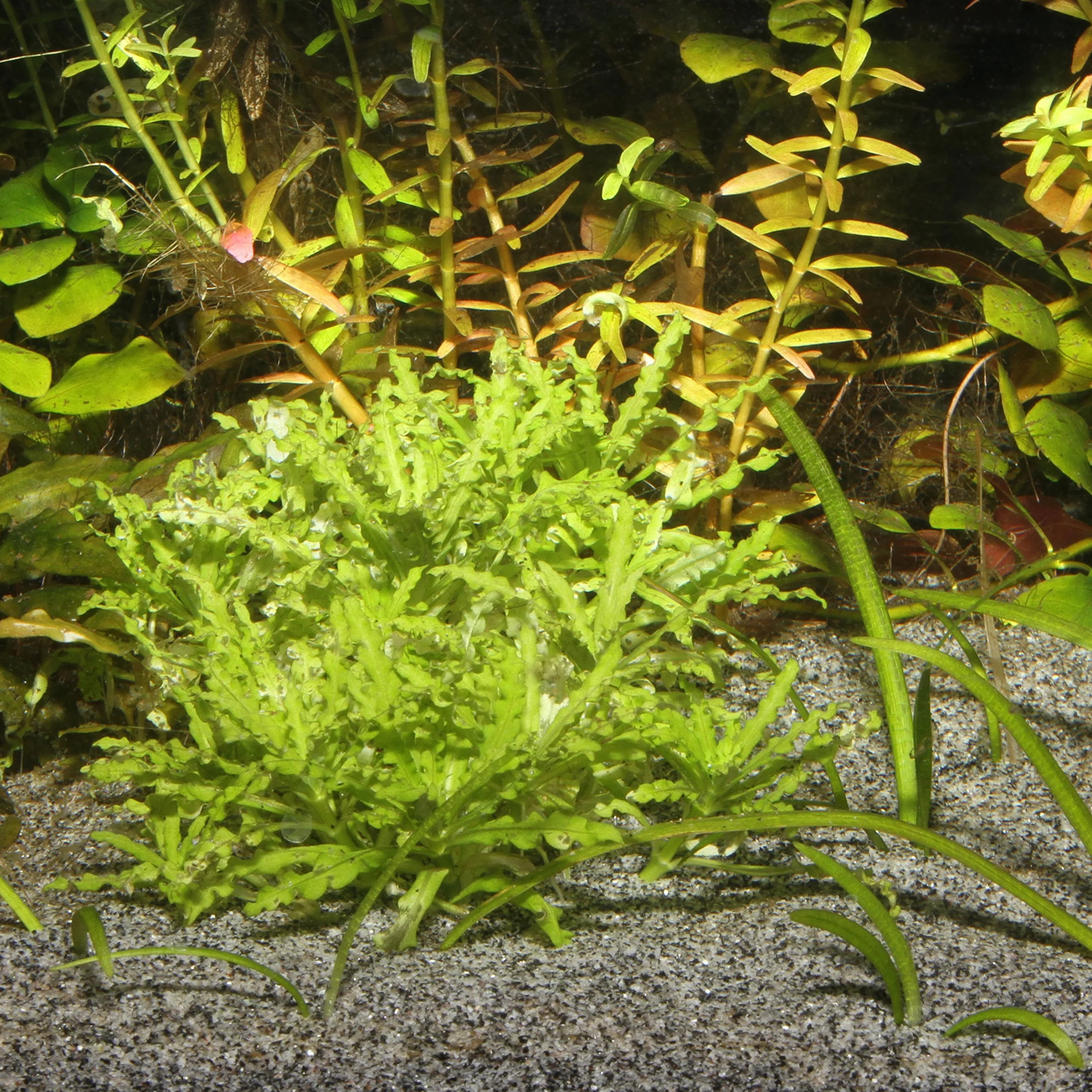 JBL Sansibar Substrat/Gravier pour Aquariophilie Gris 10 kg