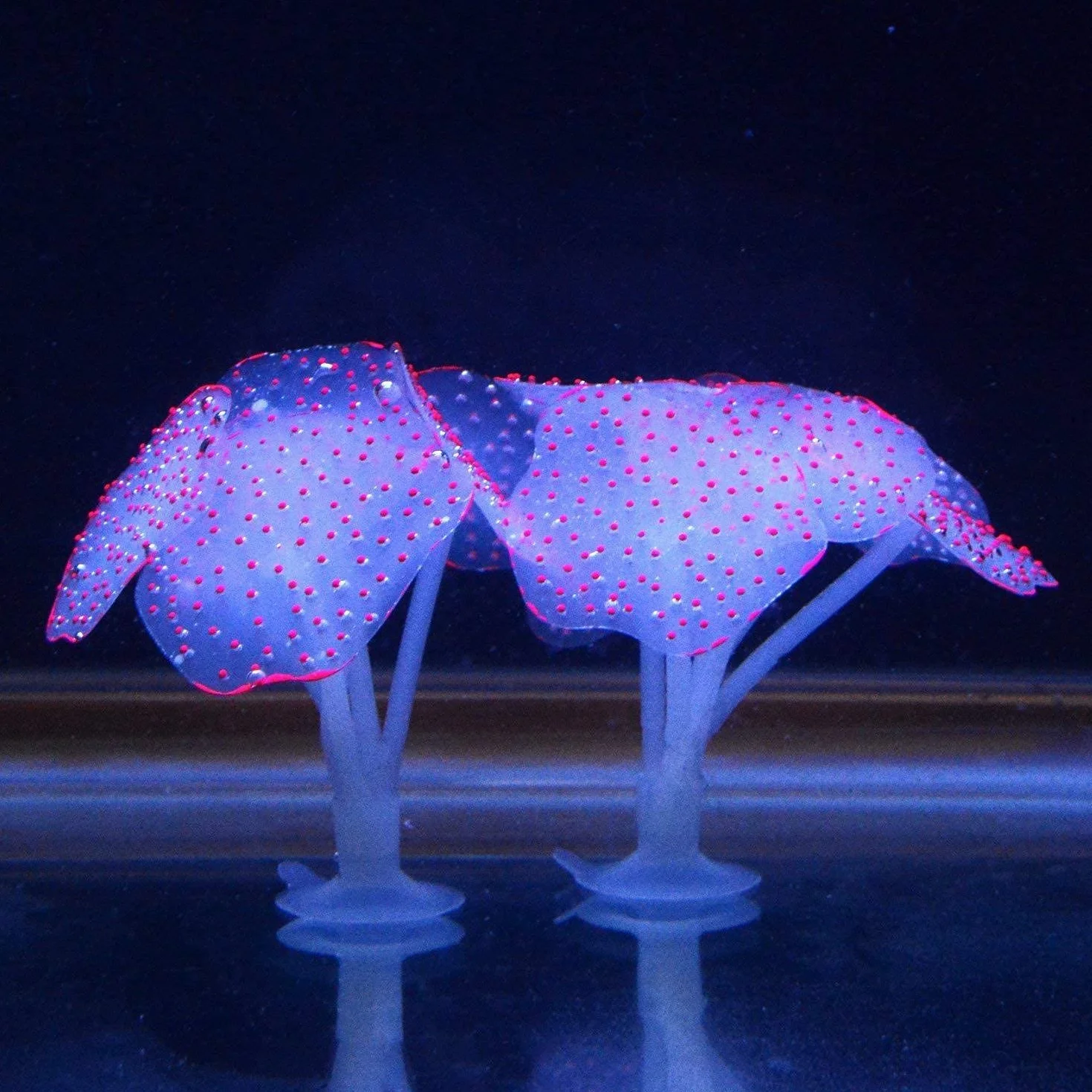 Podazz Lot de 4 Décorations Fluorescentes pour Aquarium, Corail Artificiel et Anémone en Silicone