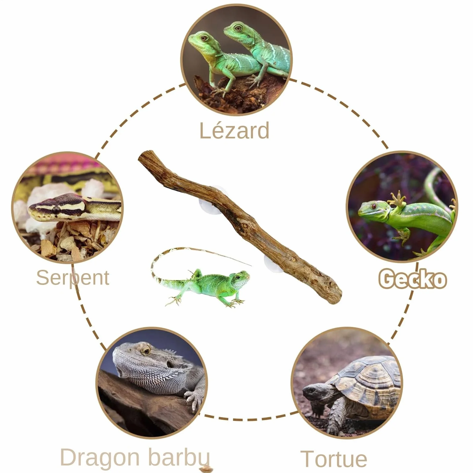 Branches Pour Reptiles Bois De Vigne 30 cm avec Ventouse Décoration Terrarium