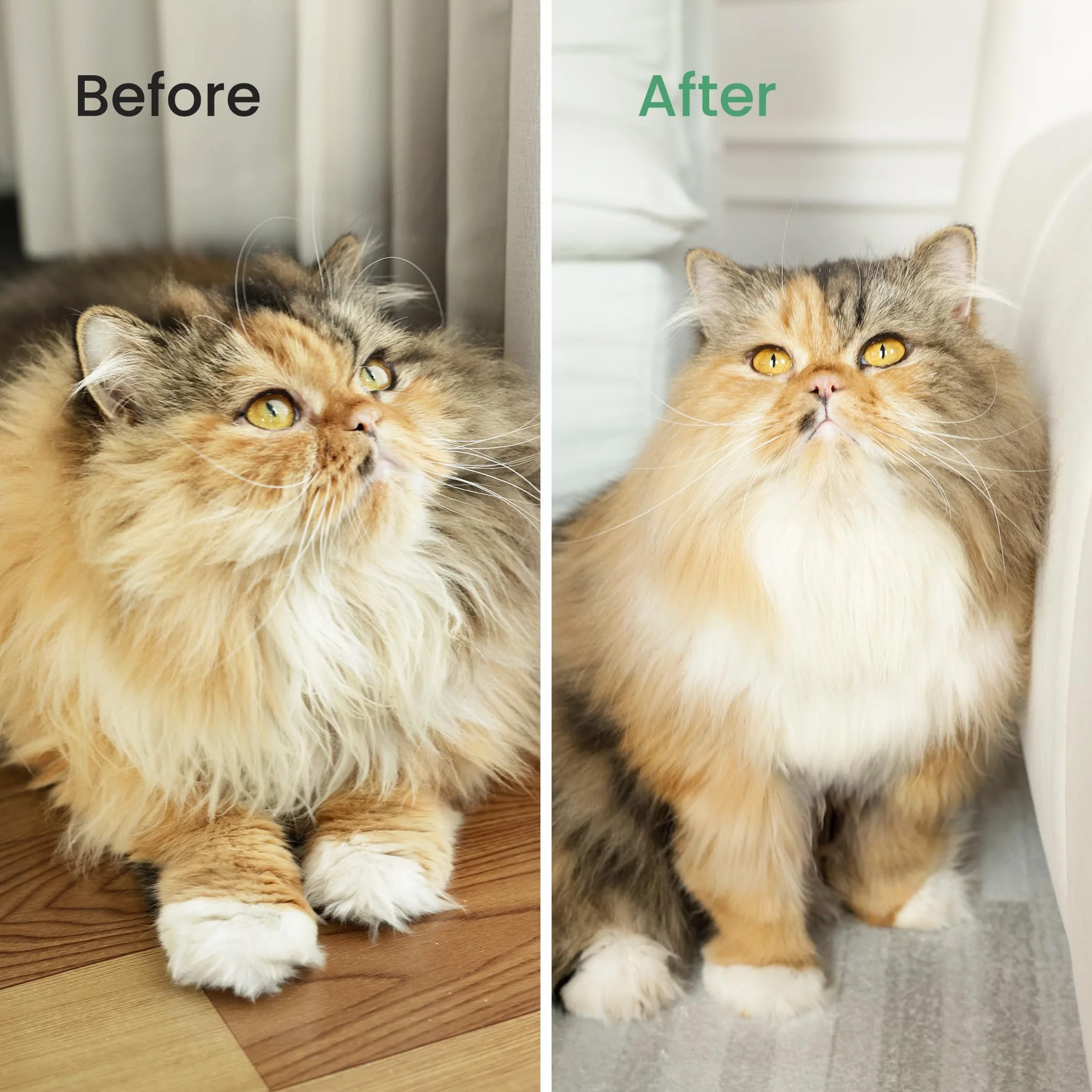 dancemoon PawRake Brosse pour Chats et Chiens Mue Démêlage sous-Poil Outil Toilettage Animaux Poils Mi-Longs Longs