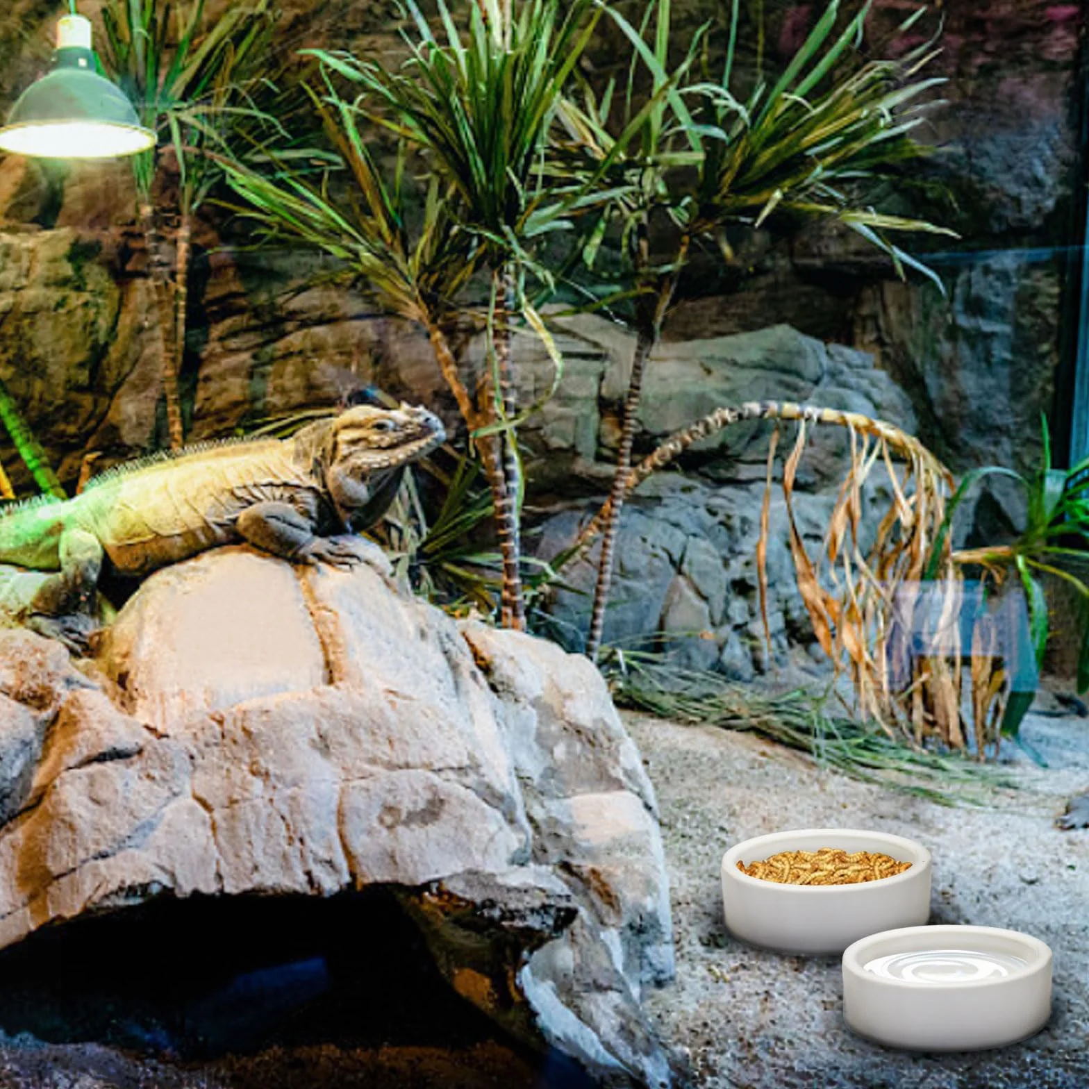 Mangeoire anti-éclatement céramique reptiles petits animaux gamelle évasion alimentaire bol eau M
