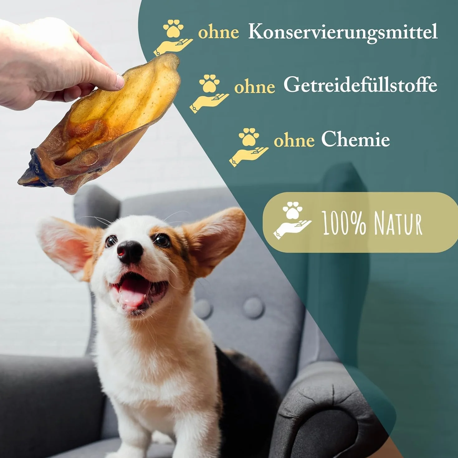 Wuffsnacks oreilles de bœuf avec coquillage pour chiens naturelles 50 pièces