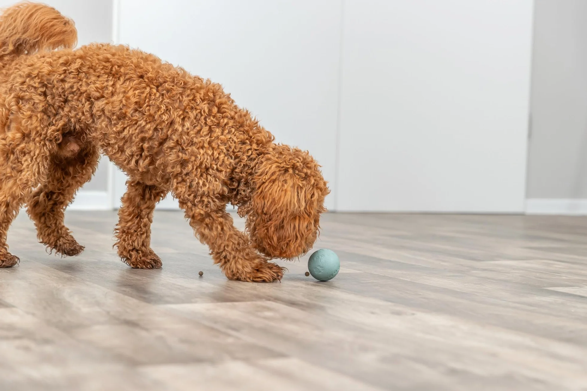 Trixie Balle à friandises en caoutchouc naturel pour chien