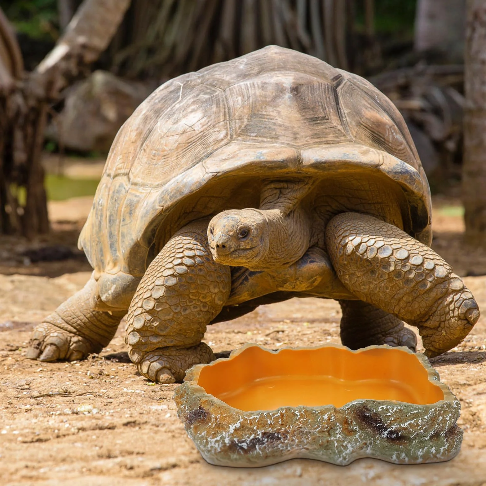 Bol Eau Reptiles Taille M Gamelle Nourriture pour Lézards et Tortues Accessoires Terrarium