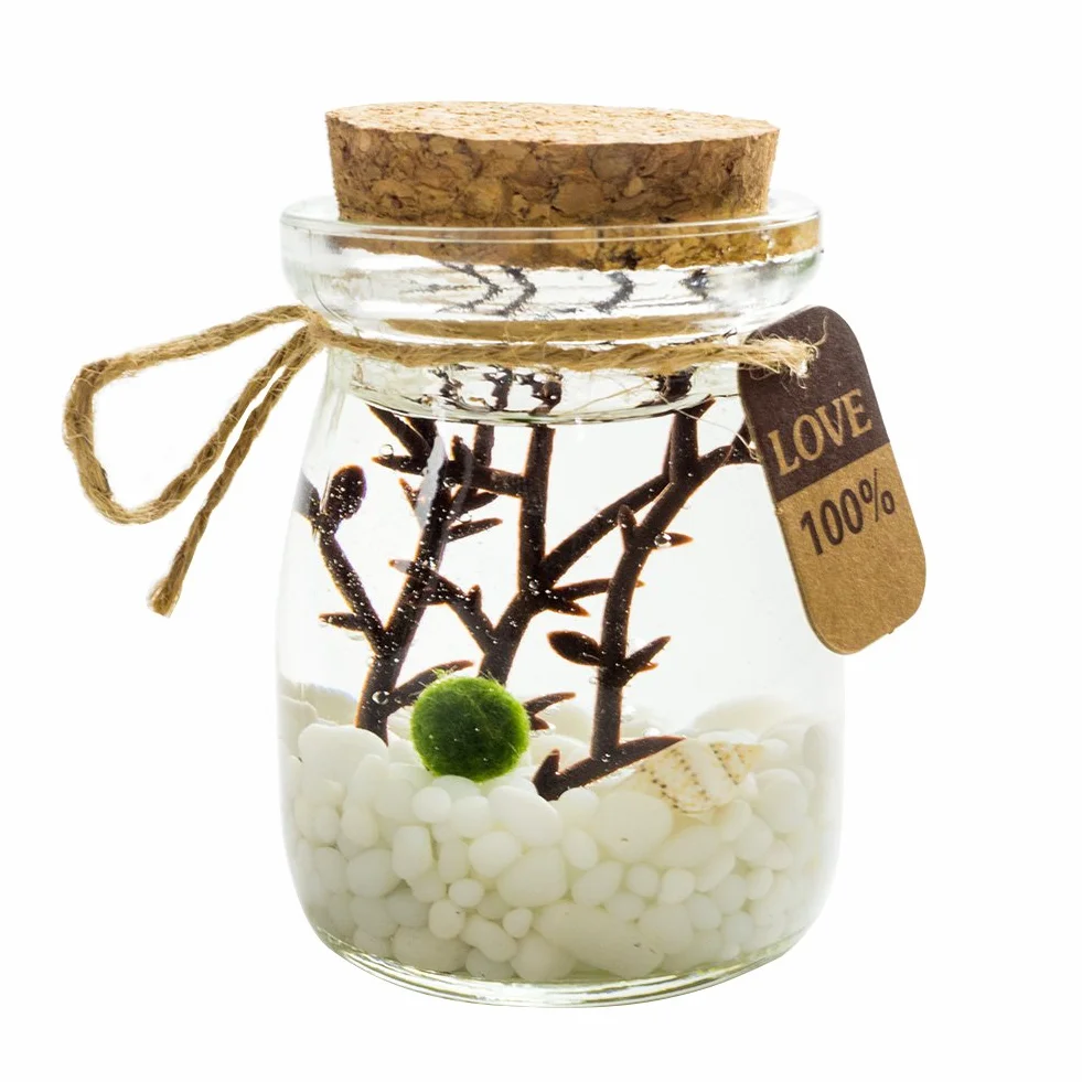 OMEM Marimo Ball Aquarium Kit Blanc Décoration Bureau Maison Cadeaux
