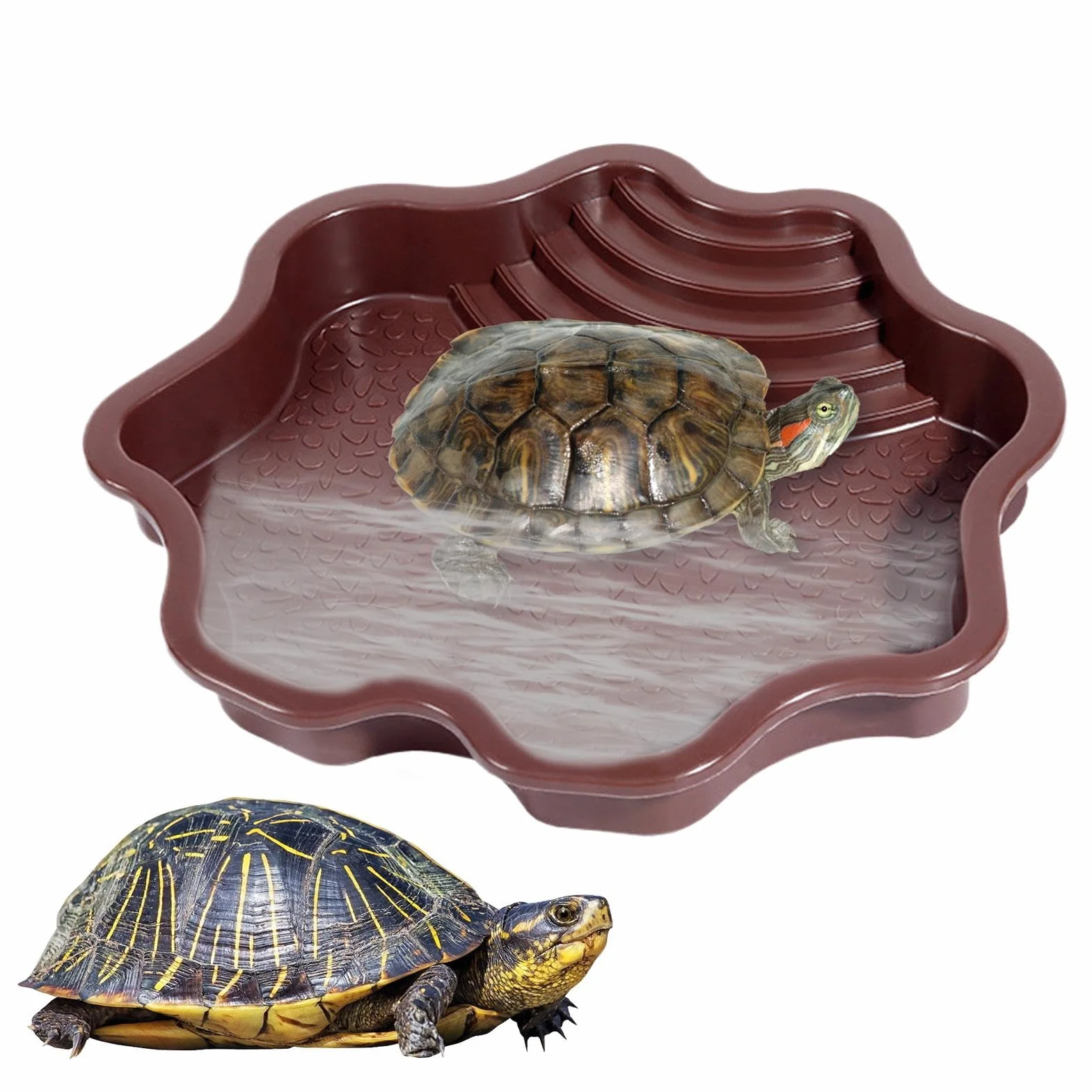 Piscine de baignade pour reptiles avec échelle | Accessoires habitat pour salamandre, dragon barbu, lézard