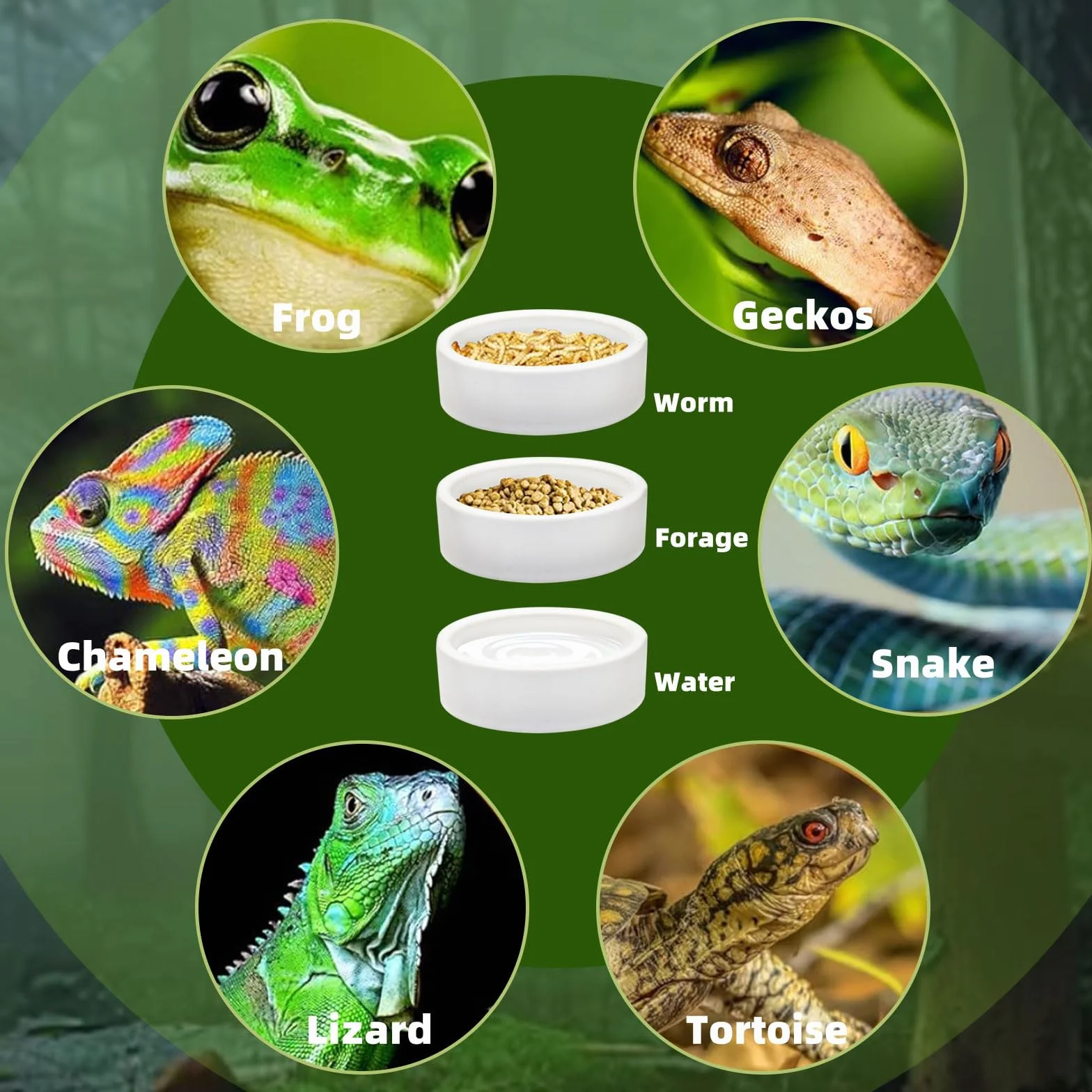 Mangeoire anti-éclatement céramique reptiles petits animaux gamelle évasion alimentaire bol eau M