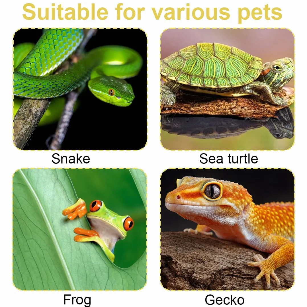 Bol d'eau Terrarium pour Reptiles, Écuelle Nourriture et Eau pour Tortue Serpent Gecko