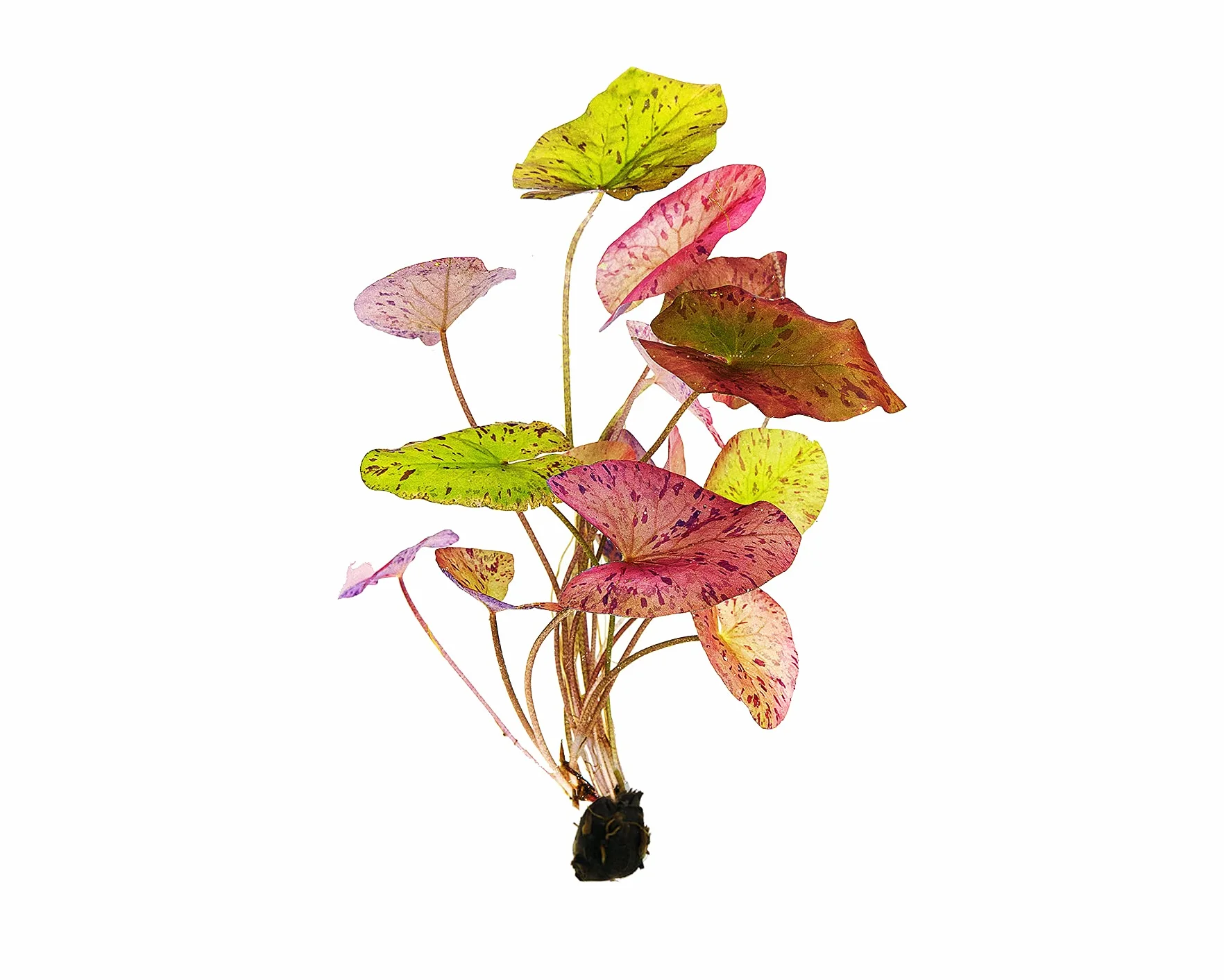 Nymphaea Lotus Tigre rouge aquarium plante aquatique
