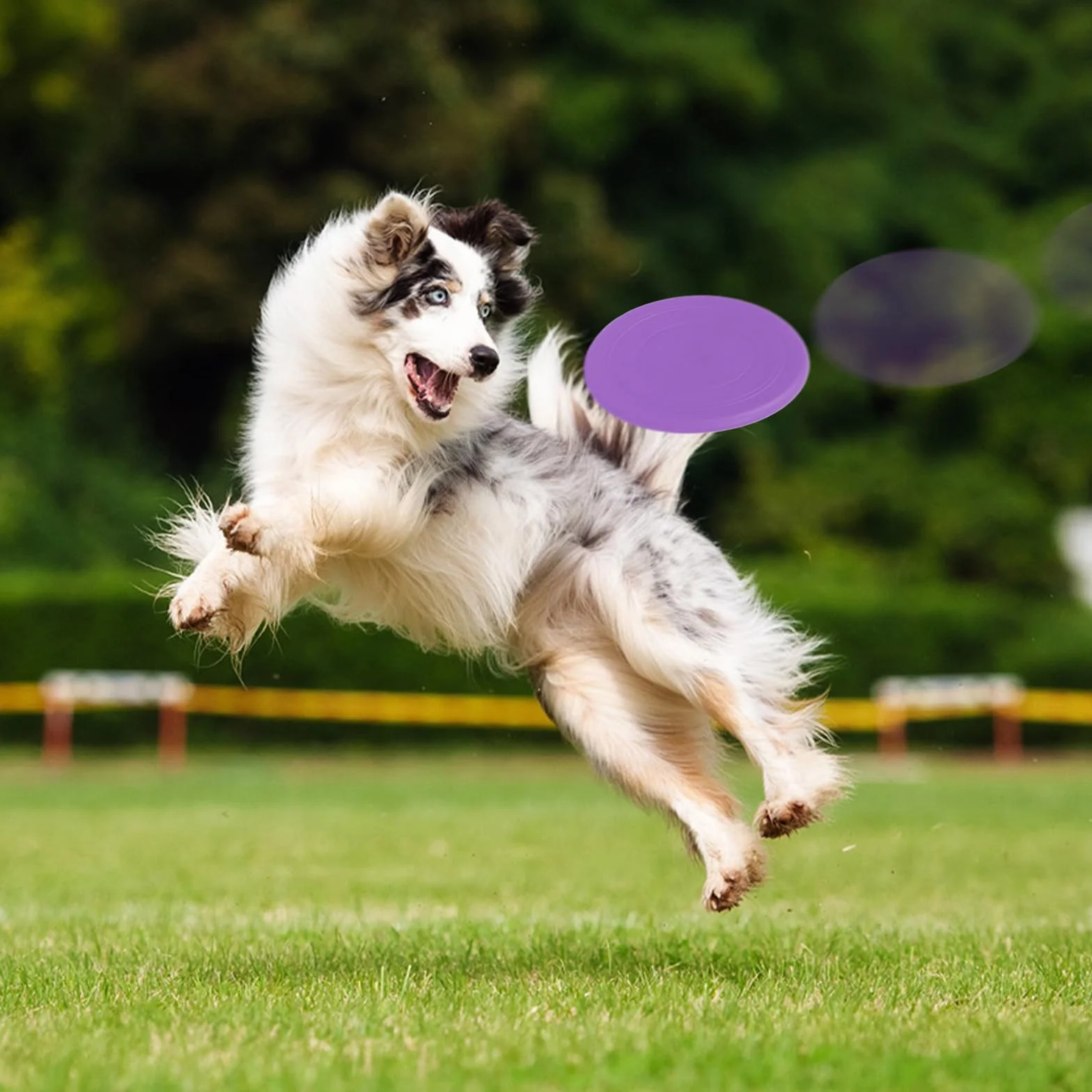 Kit Agility pour Chien Équipement Parcours Obstacle Anneau Tunnel Haies Slalom