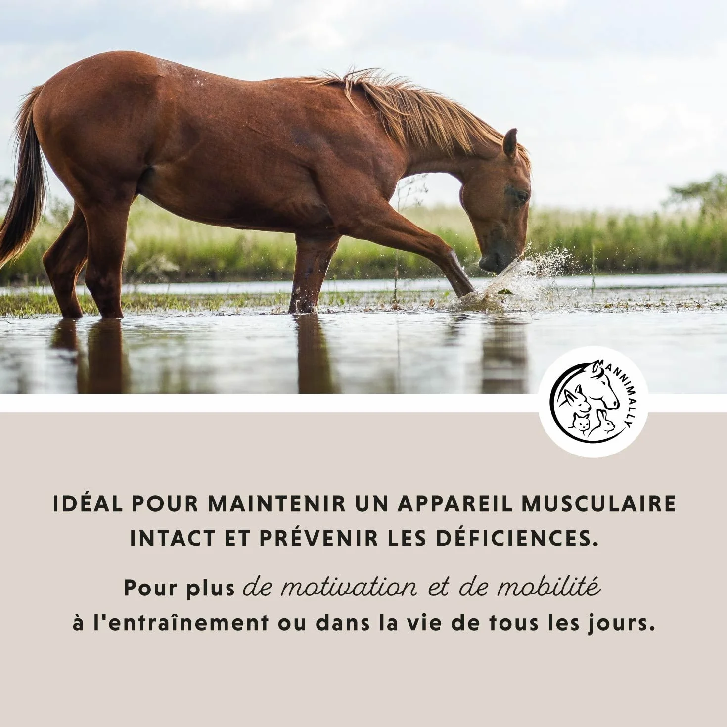 Poudre articulation cheval 850g collagène camomille MSM glucosamine acide hyaluronique chondroïtine complément alimentaire arthrose