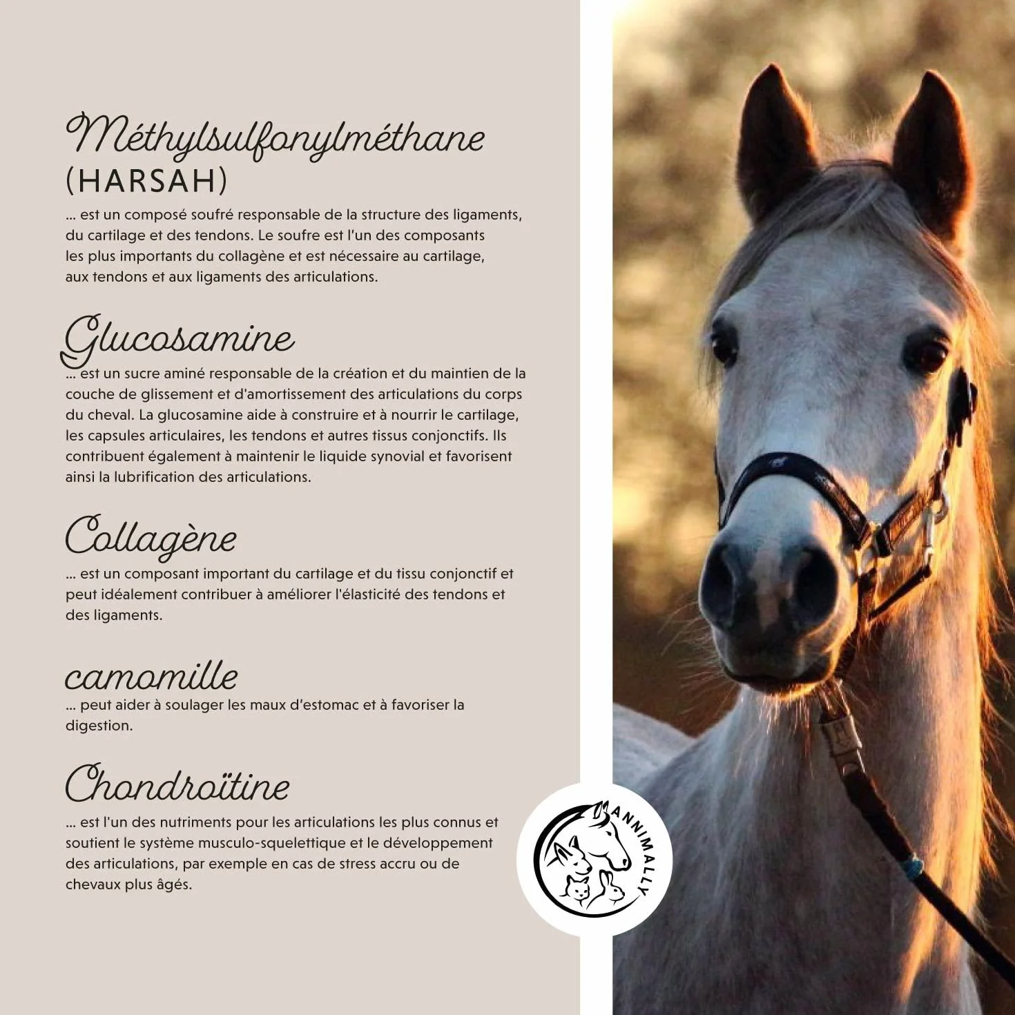Poudre articulation cheval 850g collagène camomille MSM glucosamine acide hyaluronique chondroïtine complément alimentaire arthrose