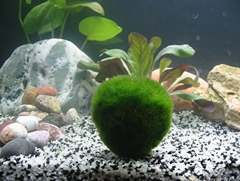 Boules de mousse géantes Marimo vivantes 5,1 cm + Marimo nano