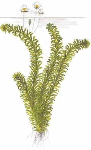 Egeria densa Elodea densa 2 Bouquets Plante Vivante Aquarium