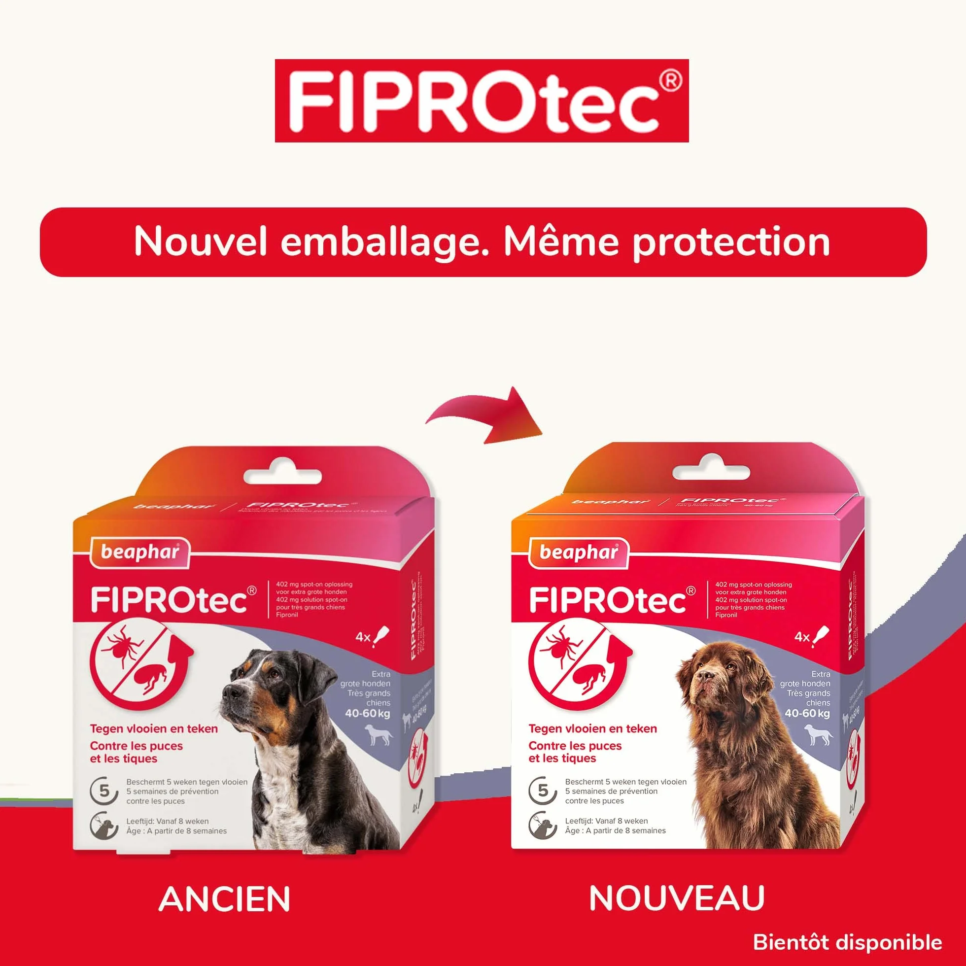 BEAPHAR FIPROTEC Solution Spot-on pour Très Grands Chiens 40-60 kg 402 mg Fipronil Anti-Puces Anti-Tiques 4 Pipettes
