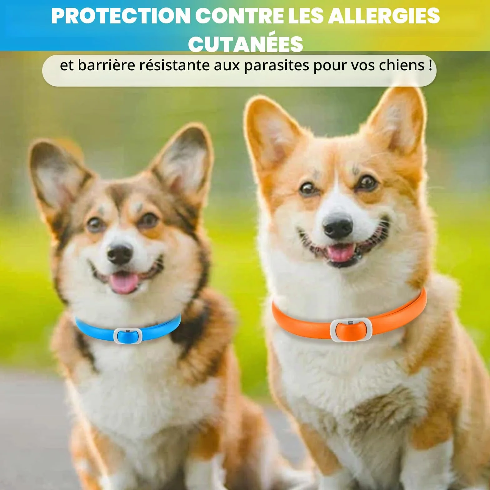 Collier Anti Puces pour Chien, 4 Pièces Anti Tiques pour Chien, Réglable et Imperméable, Sûr et Naturel, Longueur 60cm, Protection 24 Mois, pour Chiens de Petite Moyenne et Grande Taille (Bleu&Orange)