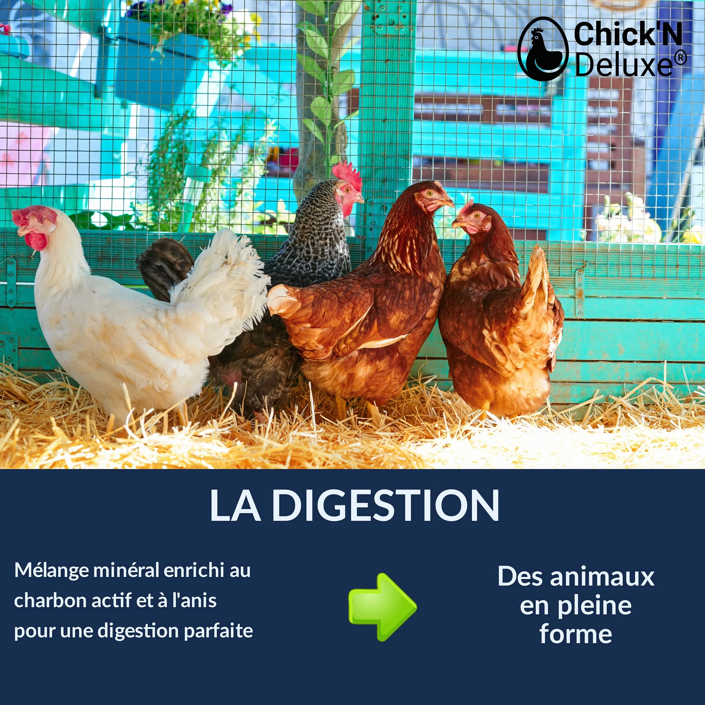 Chick'N Deluxe® Grit Deluxe 5kg Complément Alimentaire Pigeons Volailles Minéraux Charbon Actif Anis Digestion Coquille d'oeuf