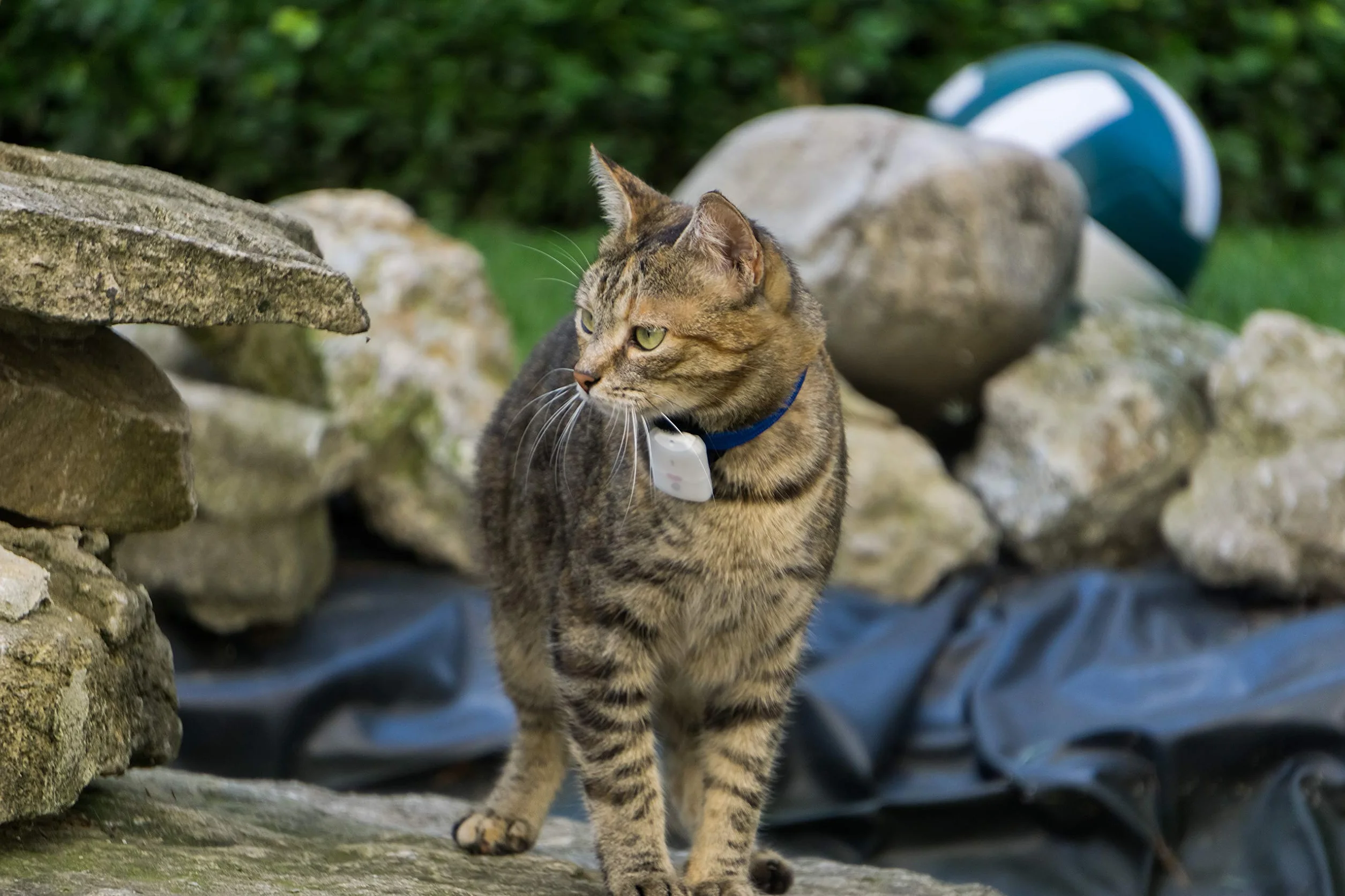 Mini Tracker pour Collier Chat Chien sans GPS - Radio Localisateur Girafus Traceur pour 4 Animaux avec Chargeur