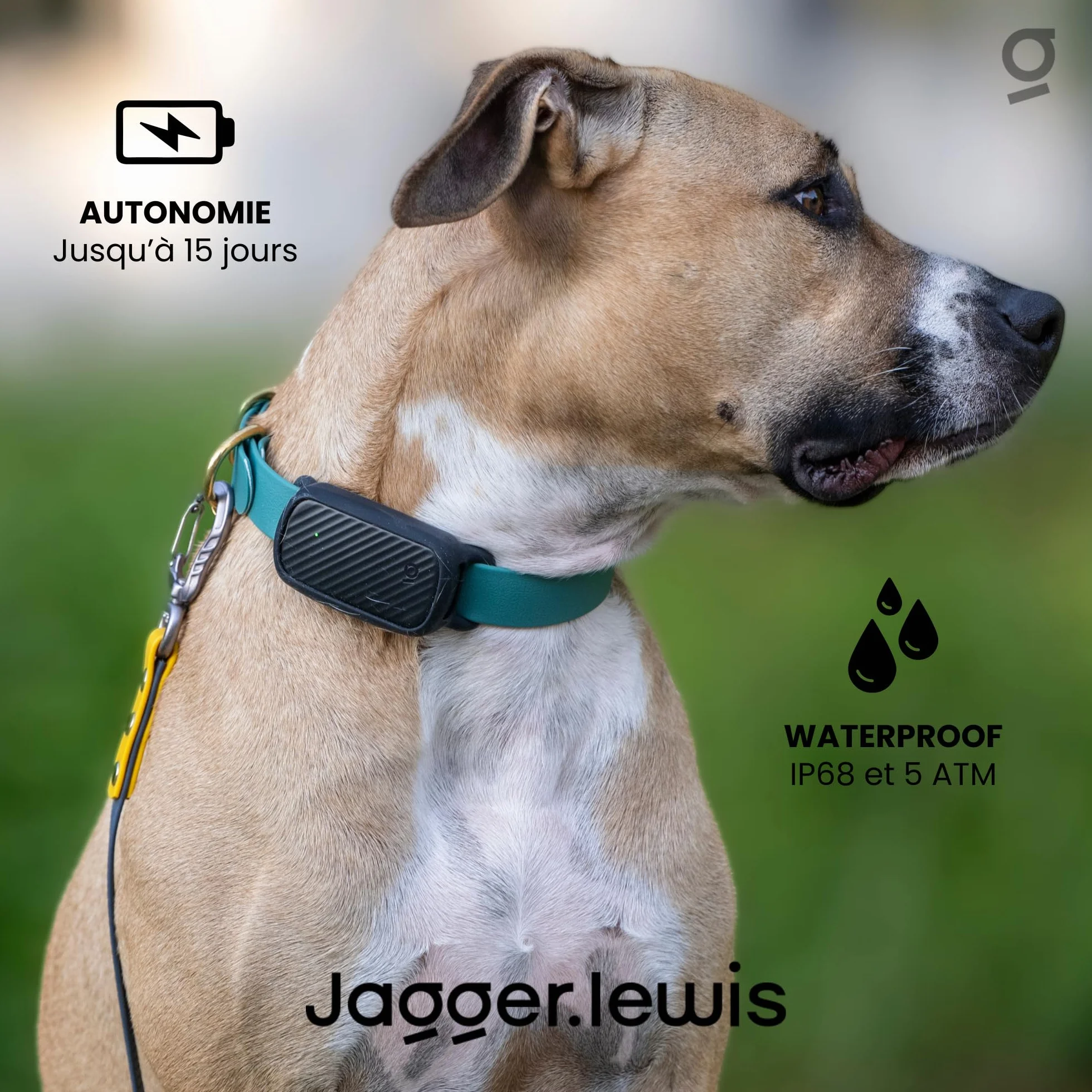 Jagger Lewis GPS Collier Chien sans Abonnement Localisation Direct Anti-Fugue Suivi Activité Bien-Être iOS Android Charbon Smartdock