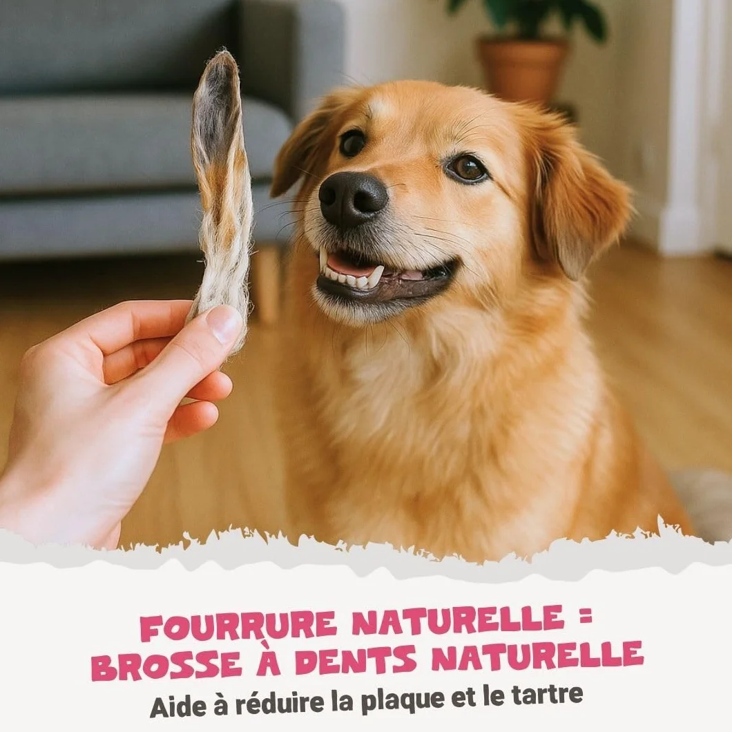 Pets Purest Oreilles de Lapin avec Fourrure pour Chiens, Chiots & Seniors - Friandise à Mâcher 100% Naturelles, Séchées à l'Air, pour Les Aliments Crus et Les Régimes Hypoallergéniques sans Céréales.