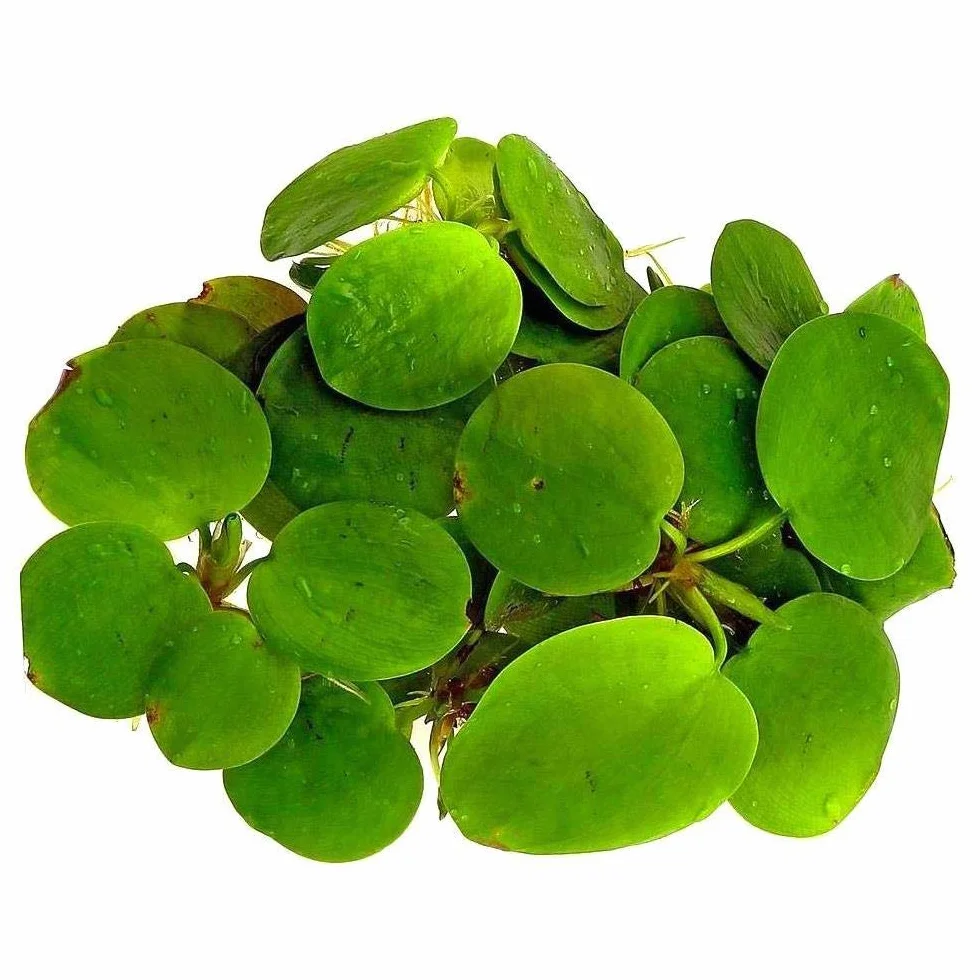 Limnobium laevigatum grenouille plantes flottantes amazoniennes aquarium vivant