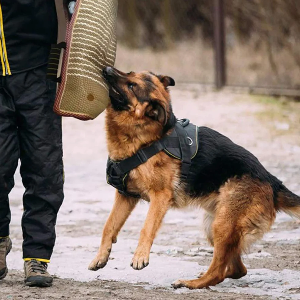 Manche de Protection Anti Morsure pour Chien Chiot Équipement d'Éducation avec Bâton Parure Dressage