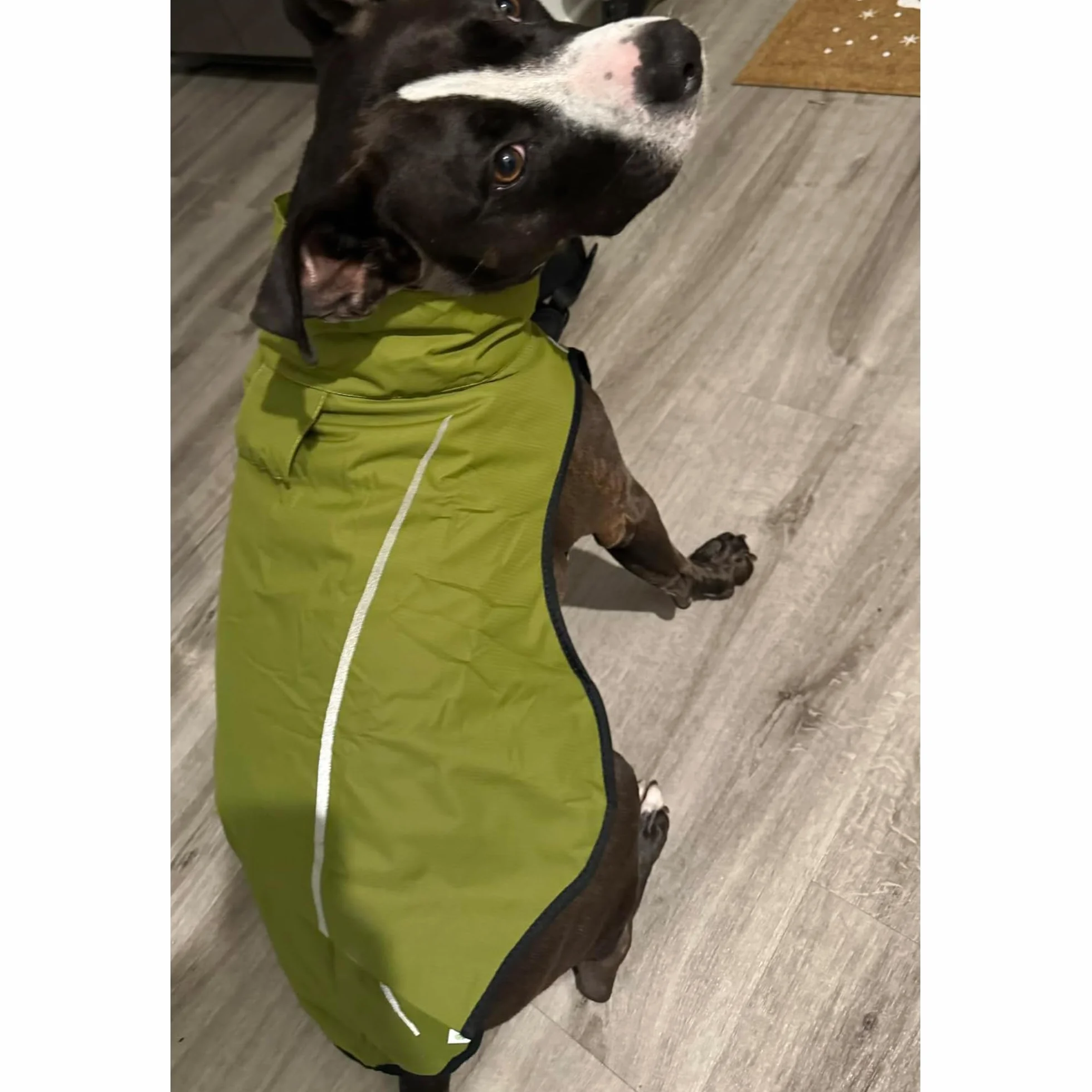 Mile High Life Imperméable pour Chien Veste de Pluie Réfléchissante Jaune Tilleul S