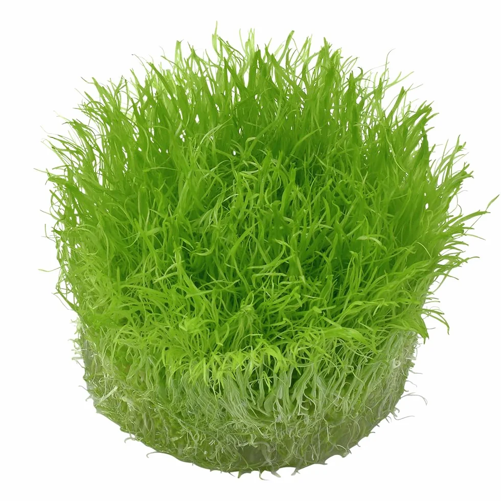 Tropica 1-2-GROW! Utricularia graminifolia - In-Vitro Aquariumpflanze