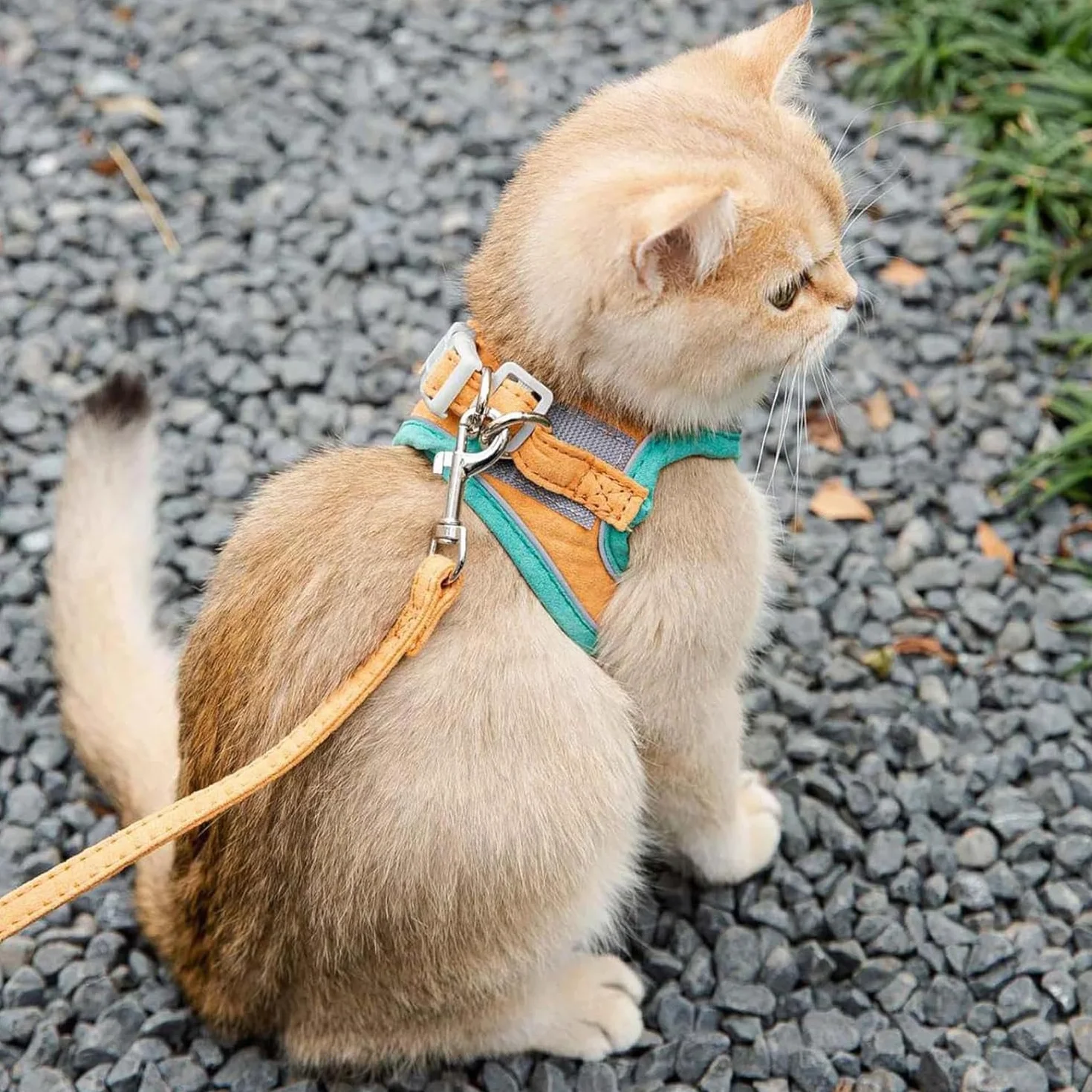 Harnais Anti Fugue Double Sécurité pour Chat, Harnais et Laisse pour Petit Chat et Chiot, Vert, Taille S