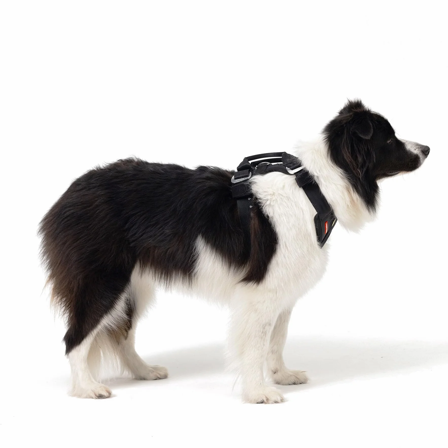 EzyDog Harnais de sécurité Drive pour Chien – Harnais Voiture testé en Crash-Test, Ajustable (L, Noir)