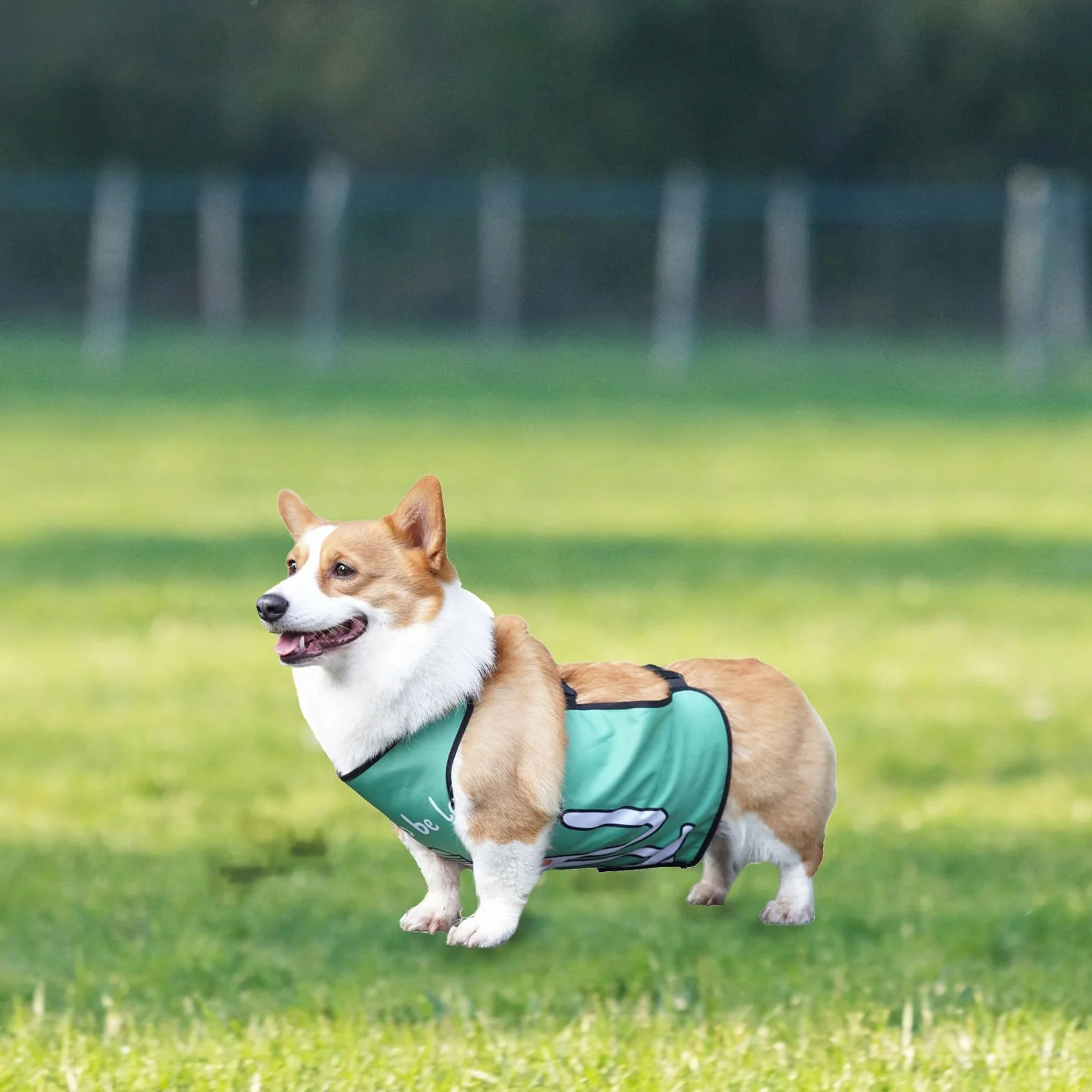Protection ventrale imperméable avec boucles pour chien de petite, moyenne et grande taille (vert, taille M)