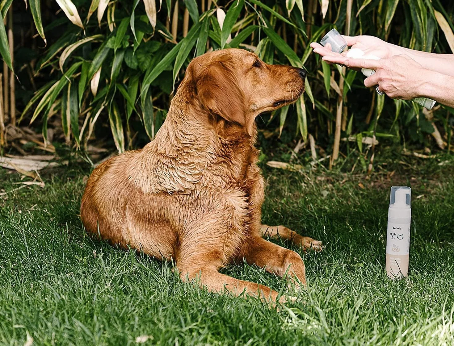 Shampooing de Lavage à Sec pour Animaux de Compagnie - Apaisant et Désodorisant, Ingrédients Naturels, Séchage Rapide et sans Rinçage (Noix de Coco & Avoine)